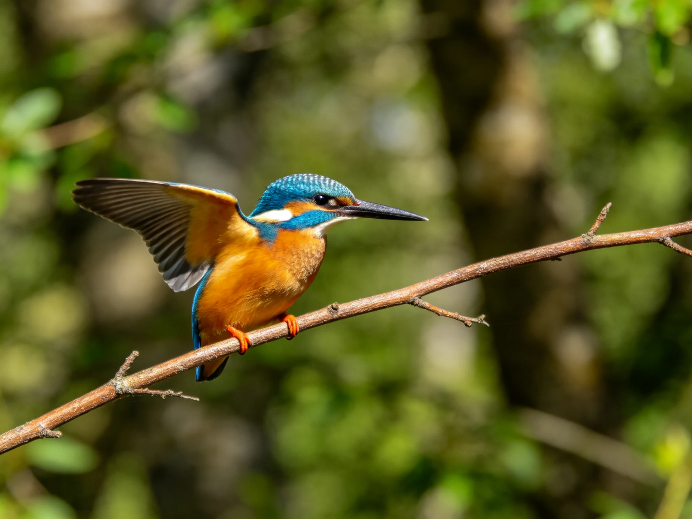Blue-headed kingfisher spreading wings on slender branch