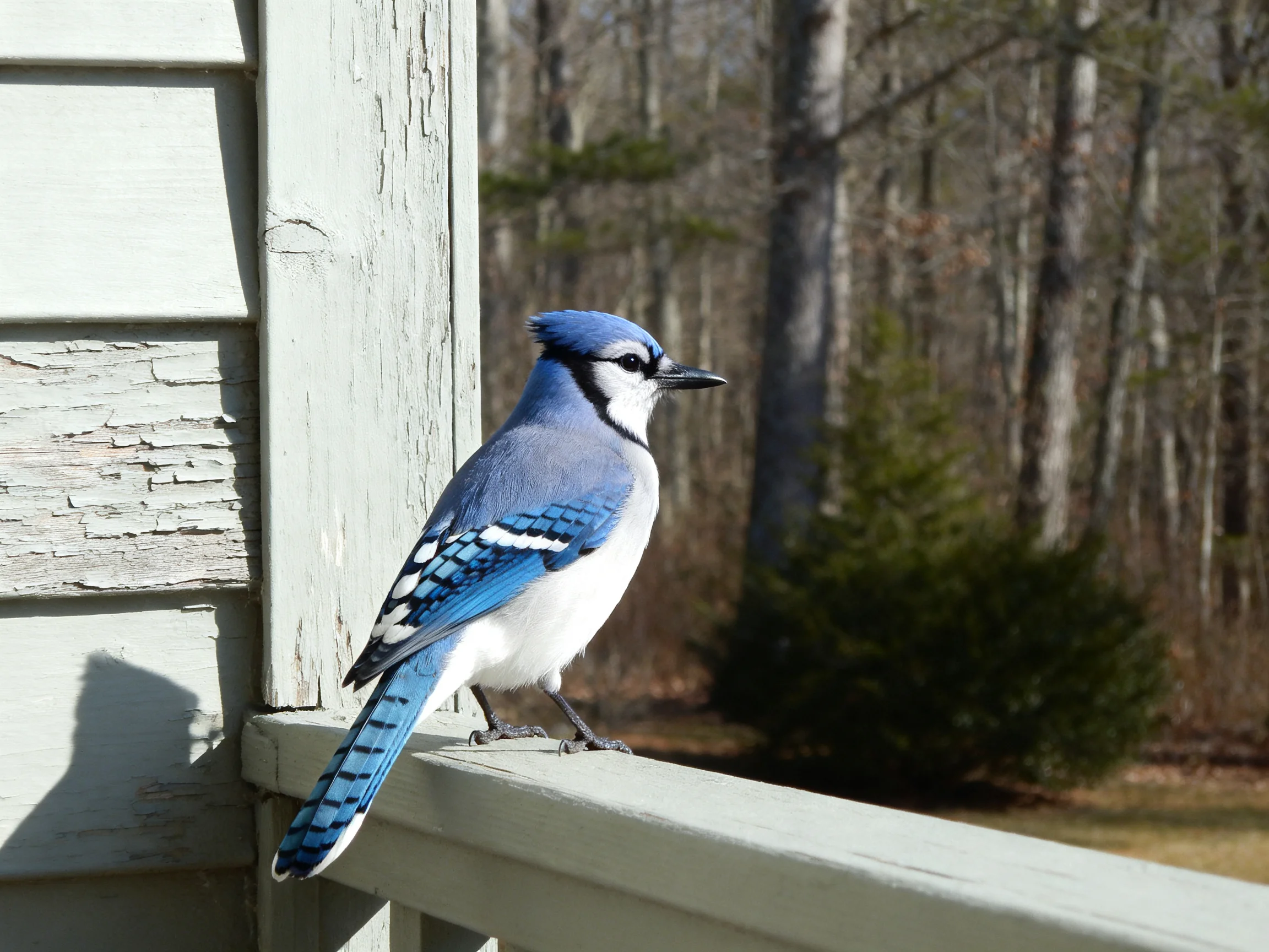 Blue jay perched on weathered porch railing near forested woods