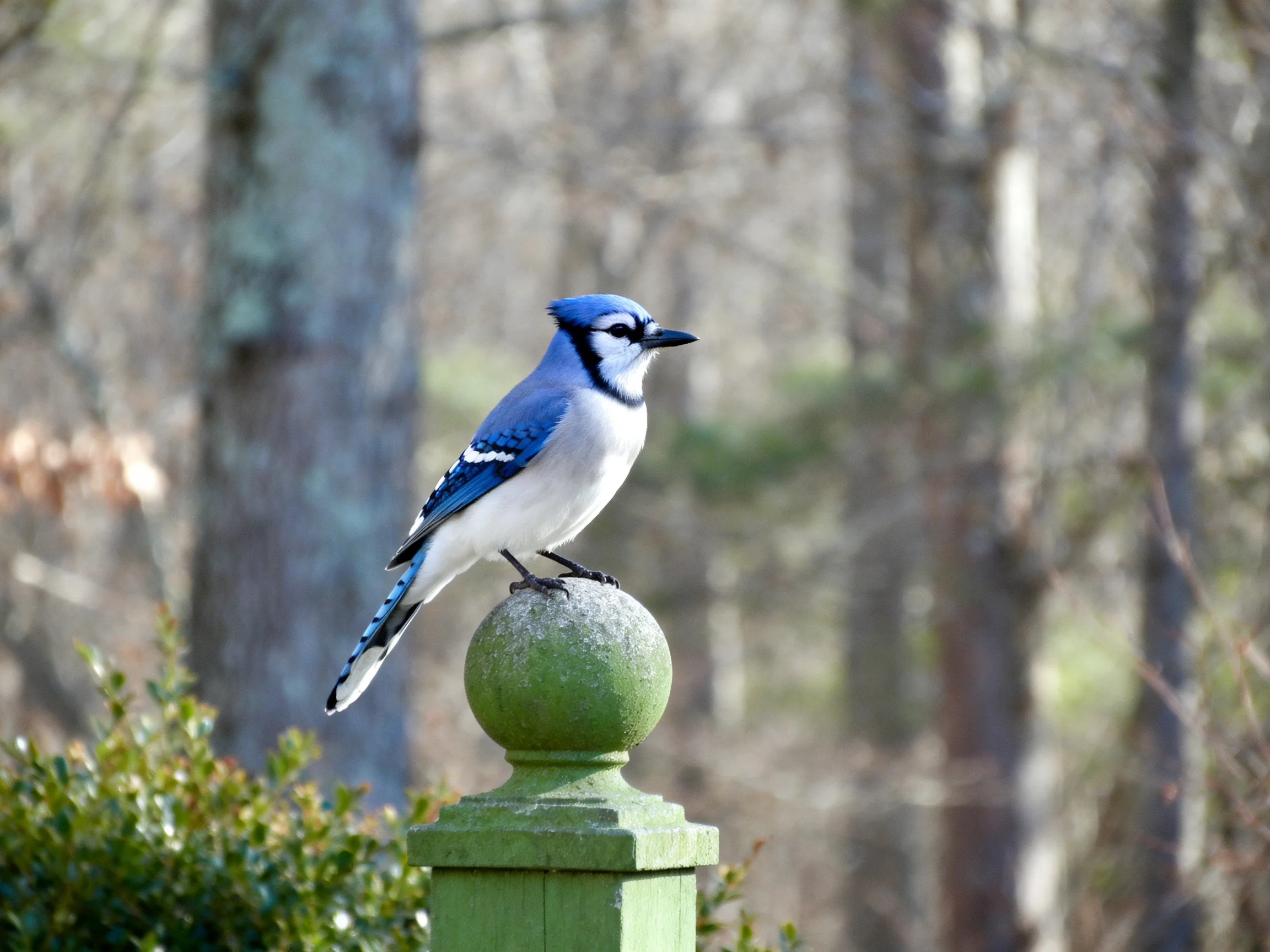 Blue jay perches on green post in wooded setting