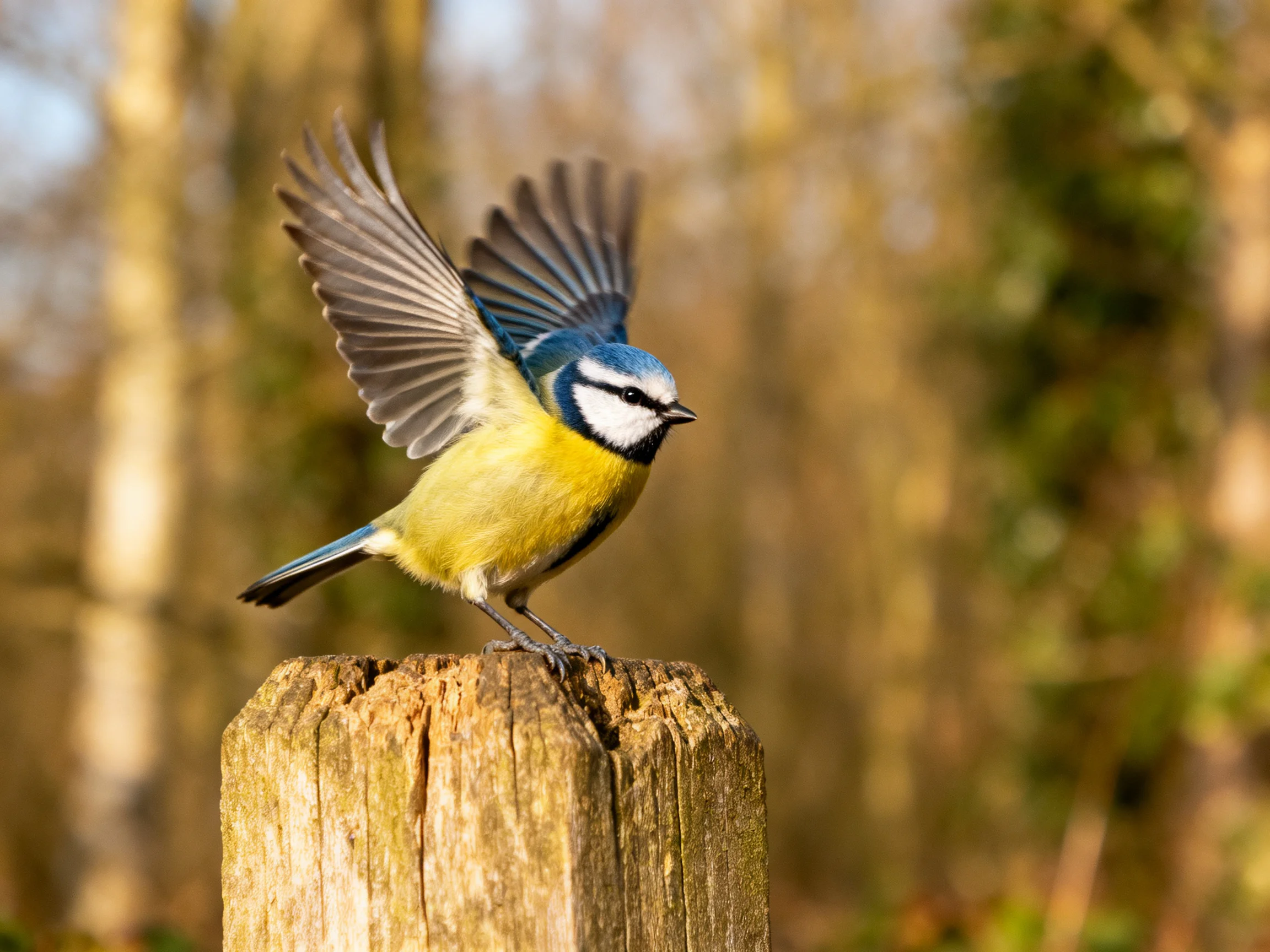Blue tit bird landing on weathered wooden post in forest clearing