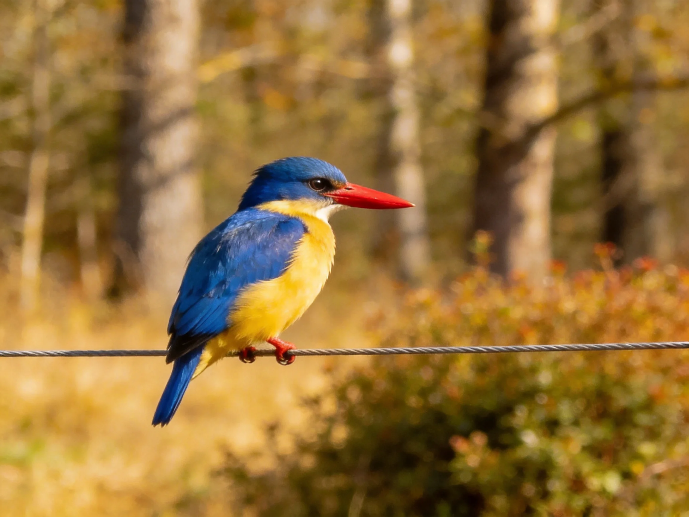 Blue-winged kingfisher with yellow underbelly perched on wire