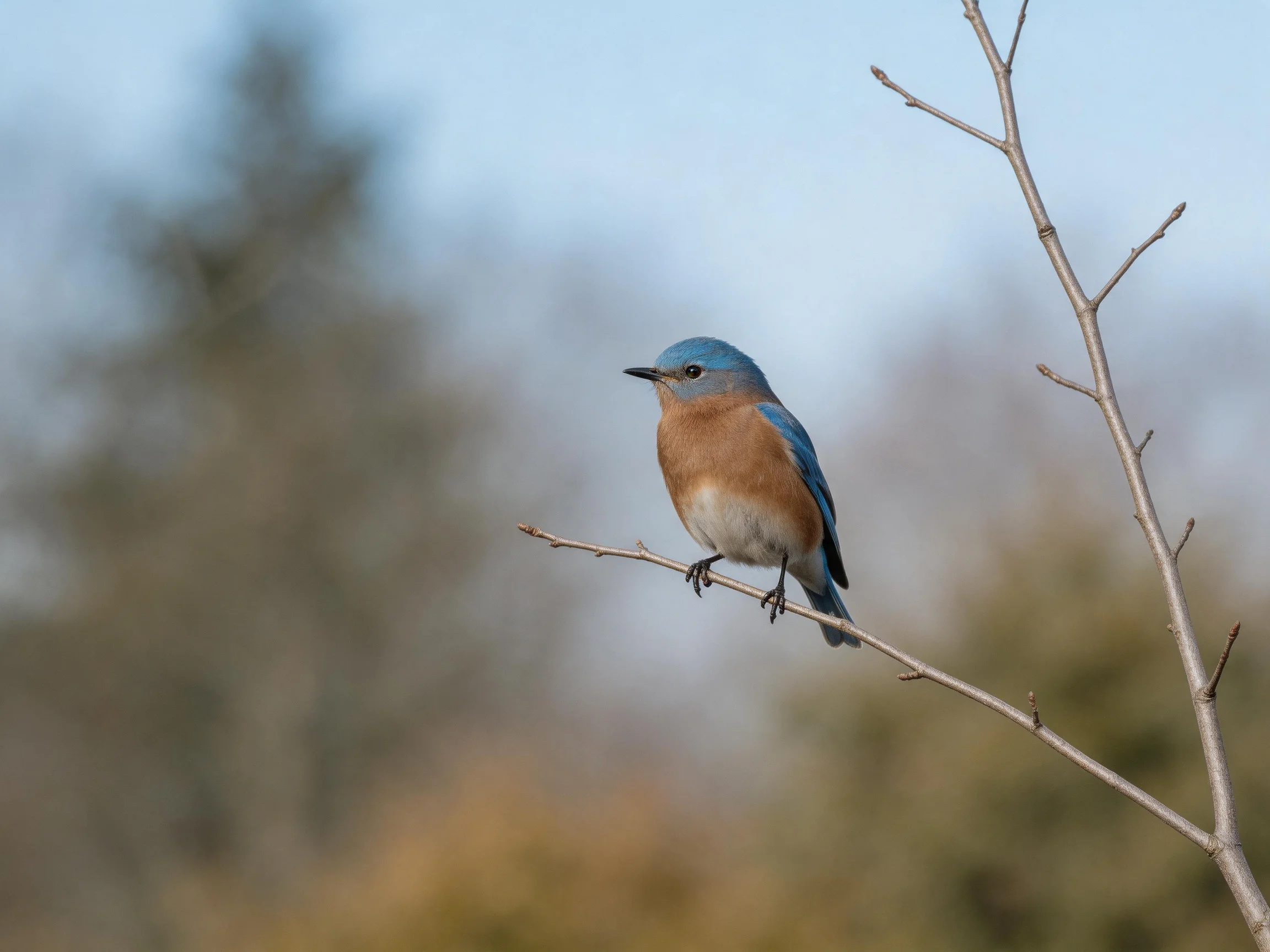 Bluebird Perched on a Thin Branch Amid Blurred Foliage
