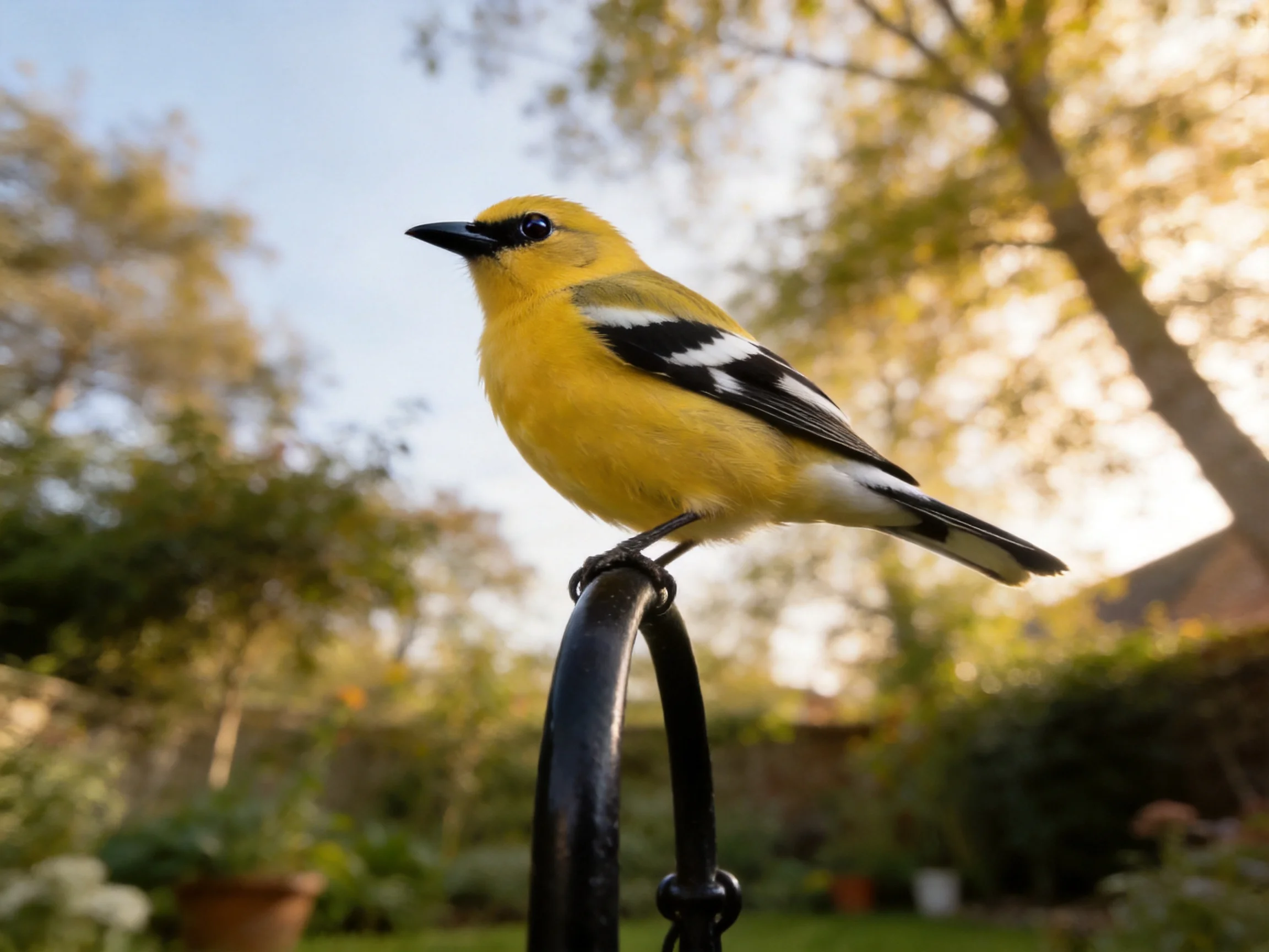 A yellow bird with black and white wing markings perches on a metal post in a garden