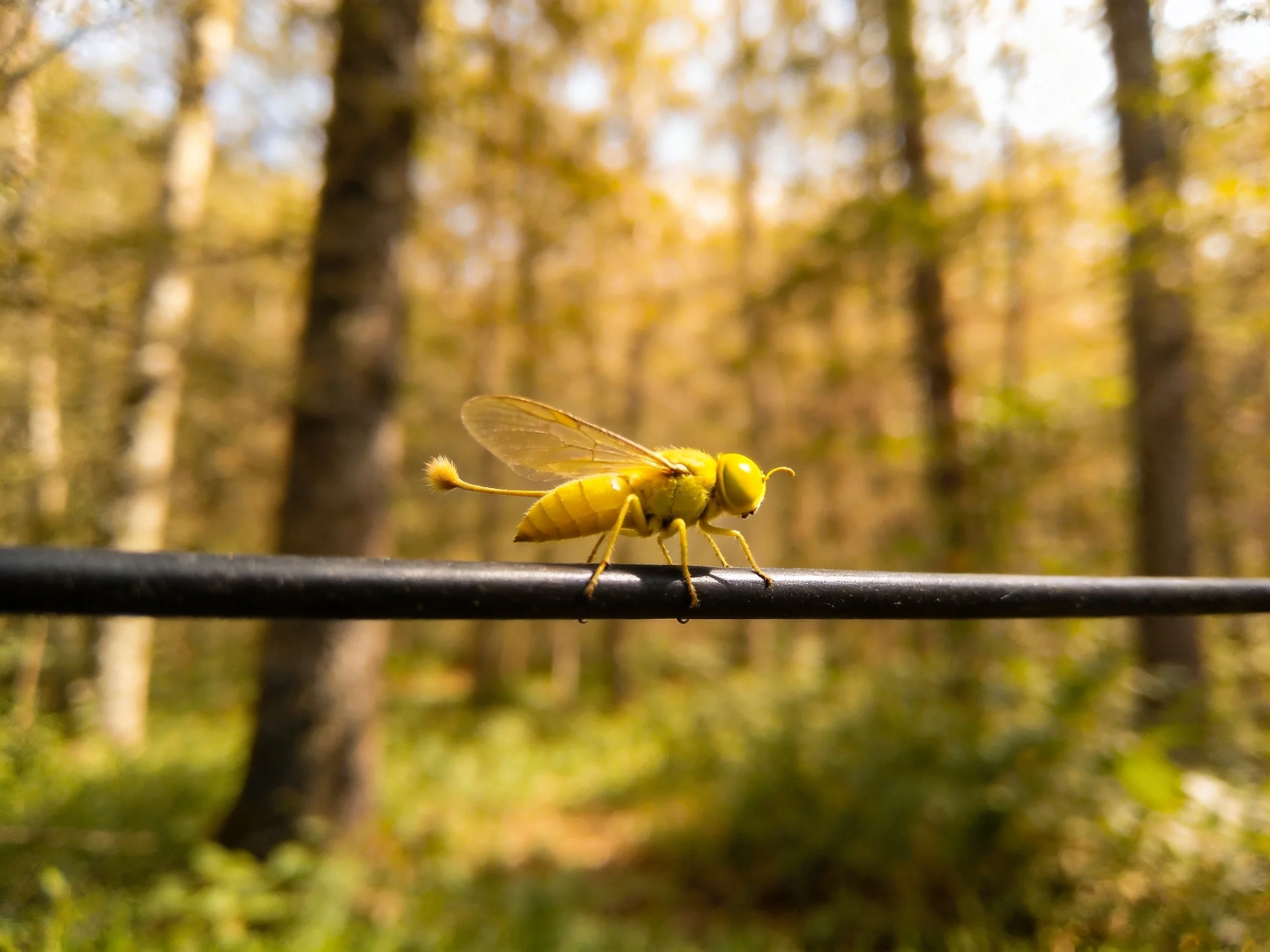 Bright yellow insect perched on black metal rod in sunlit forest