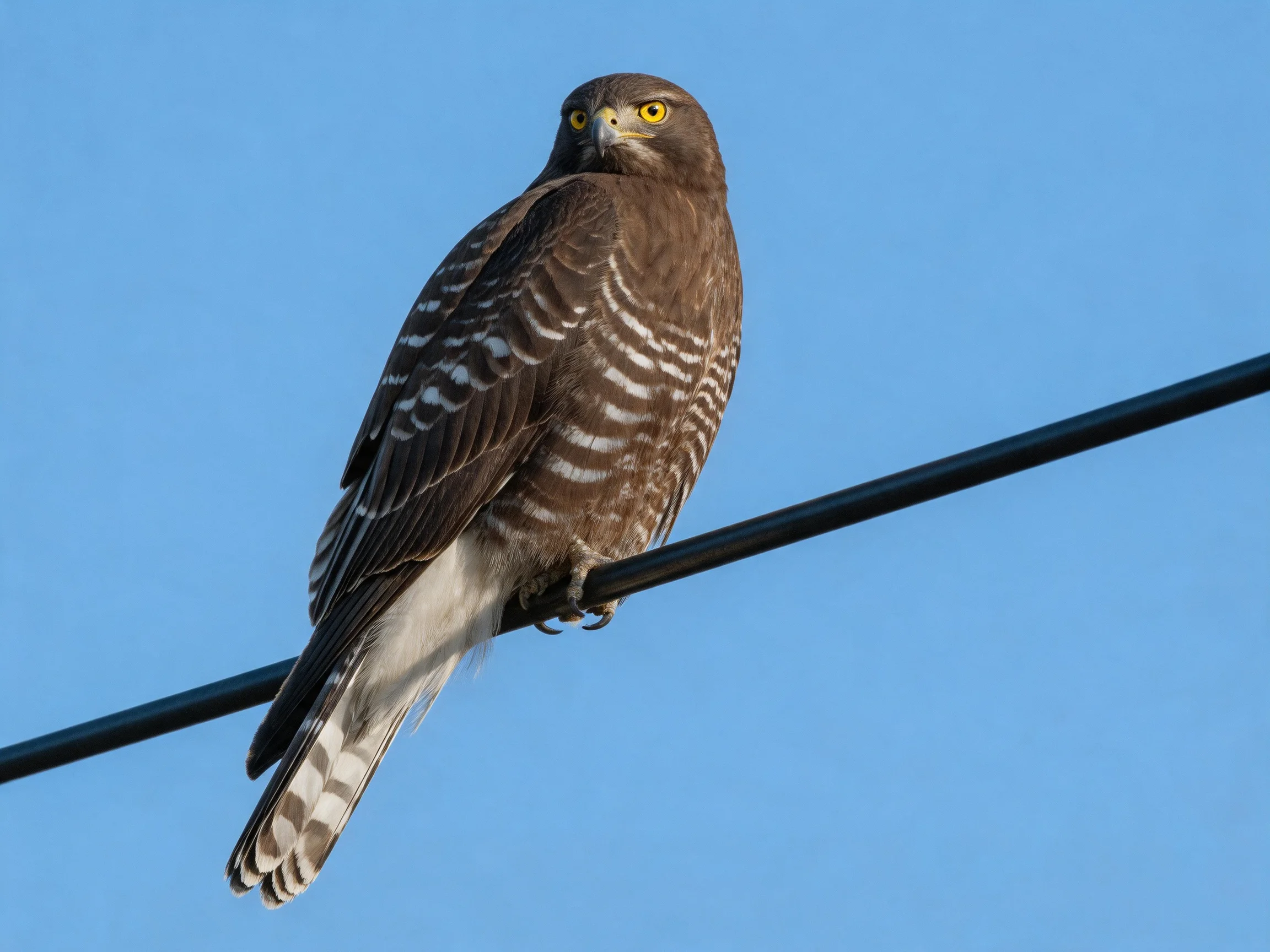 Brown and white hawk perched on a black wire under clear blue sky