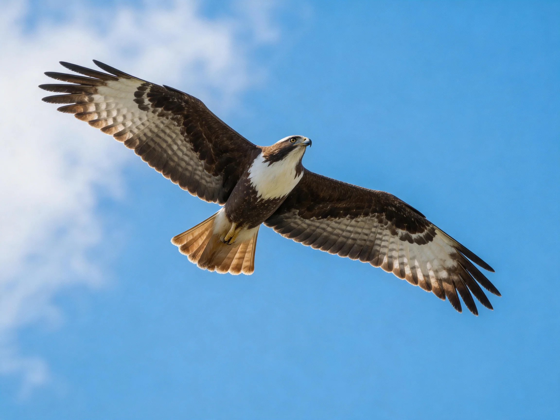 Brown and white hawk soaring in clear blue sky