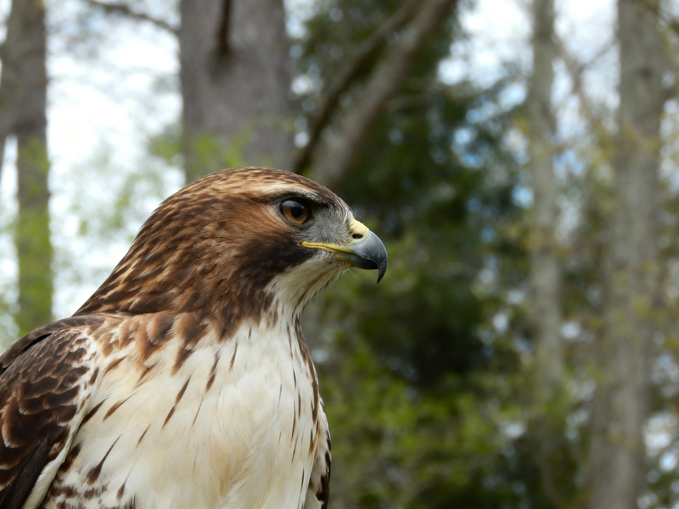 Brown and white hawk with hooked beak near forest trees