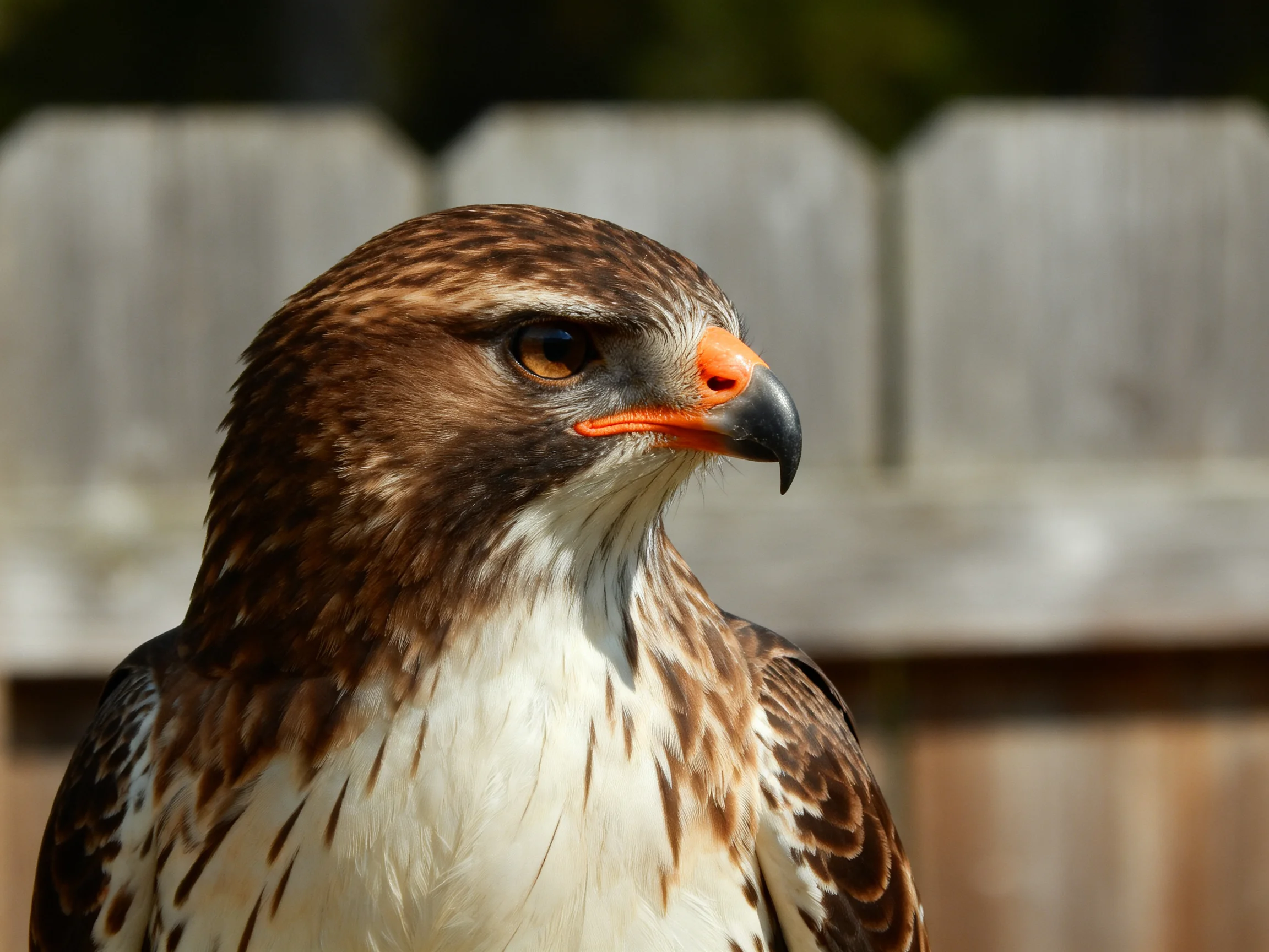 Brown and white hawk with orange beak near wooden fence