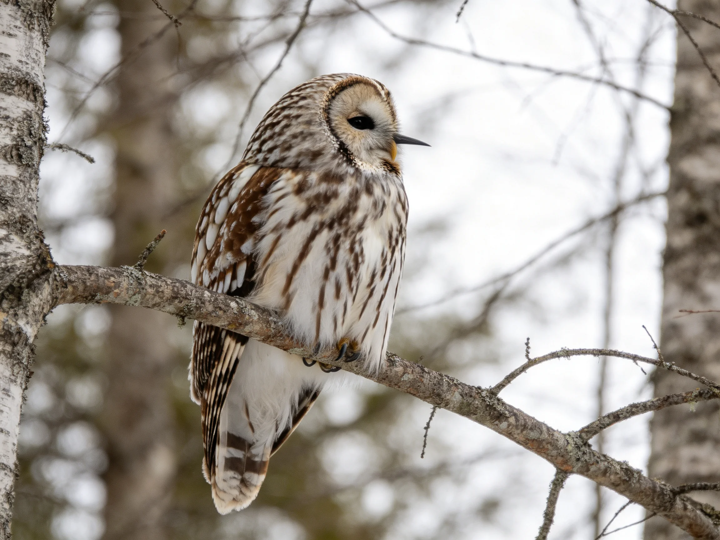 Brown and white owl perched on a bare tree branch