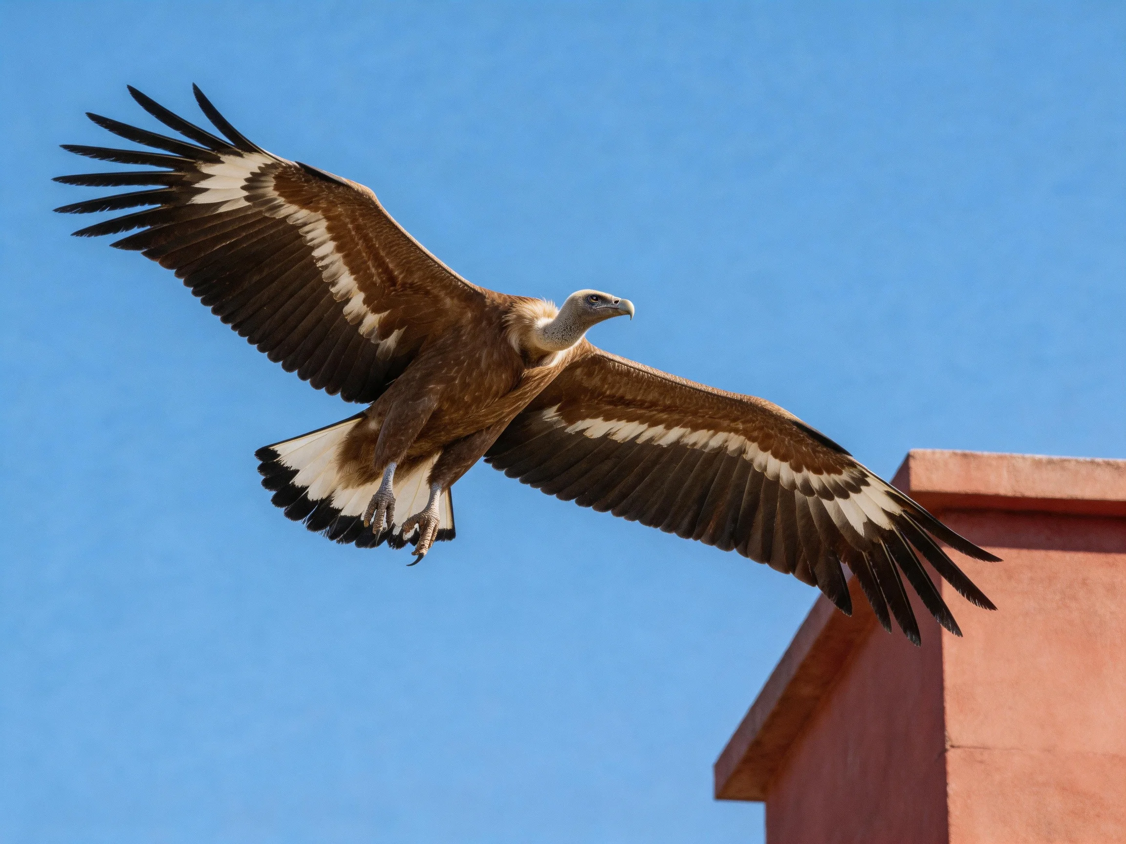 Brown and white raptor soaring near a reddish architectural structure