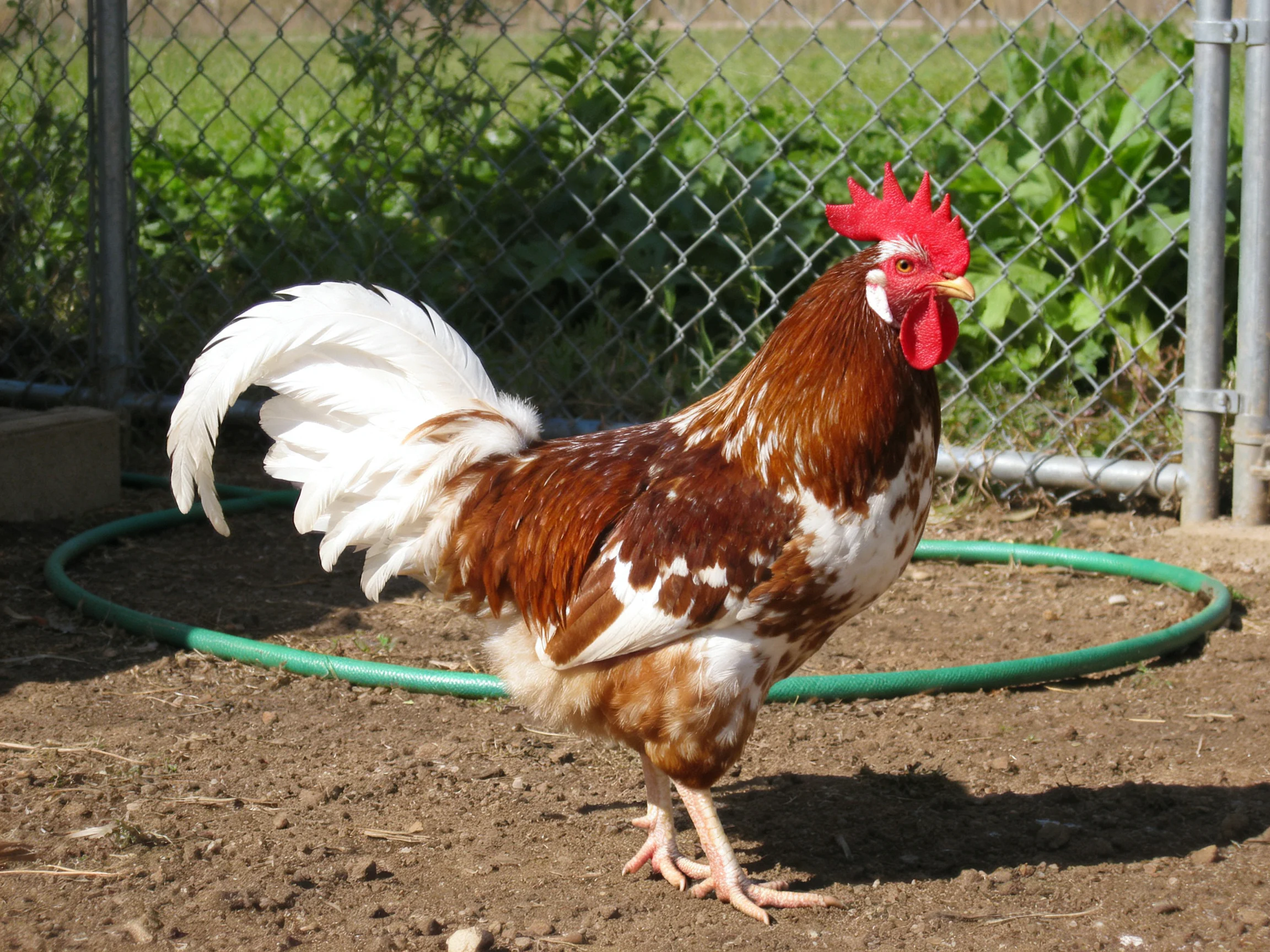 Brown and white rooster with red comb near chain-link fence