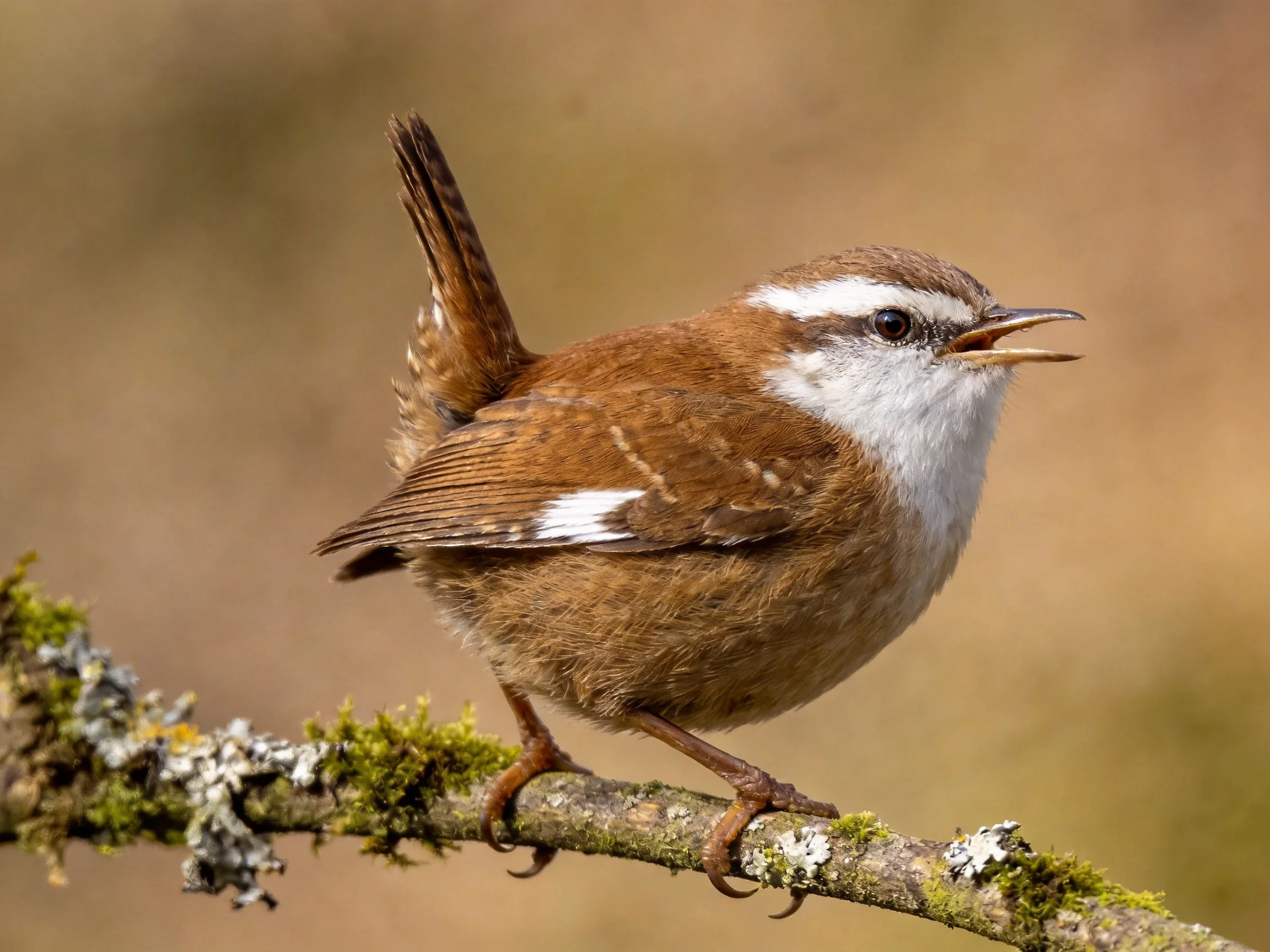 Brown and white wren perched on mossy lichen branch