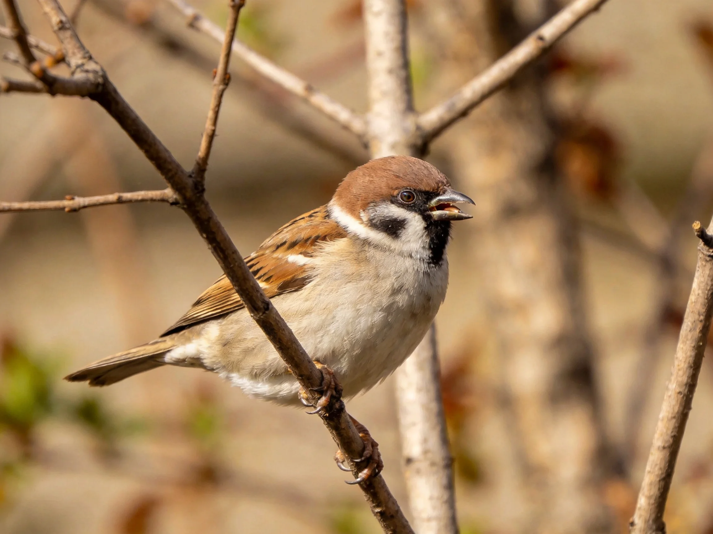 Brown-capped sparrow with black bib perched on thin branches