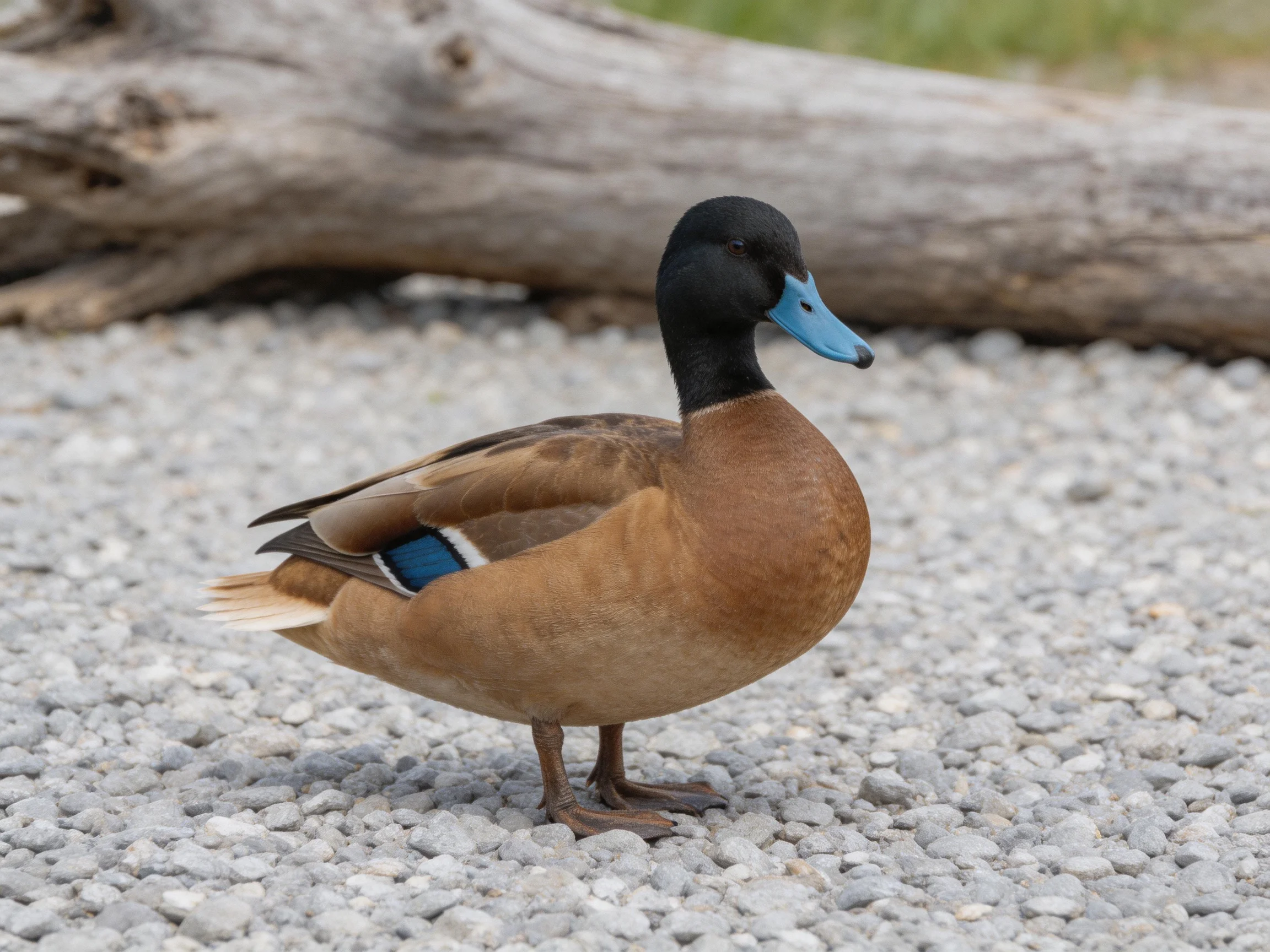 A duck with a black head, brown body, and blue beak stands on gravel beside a log.
