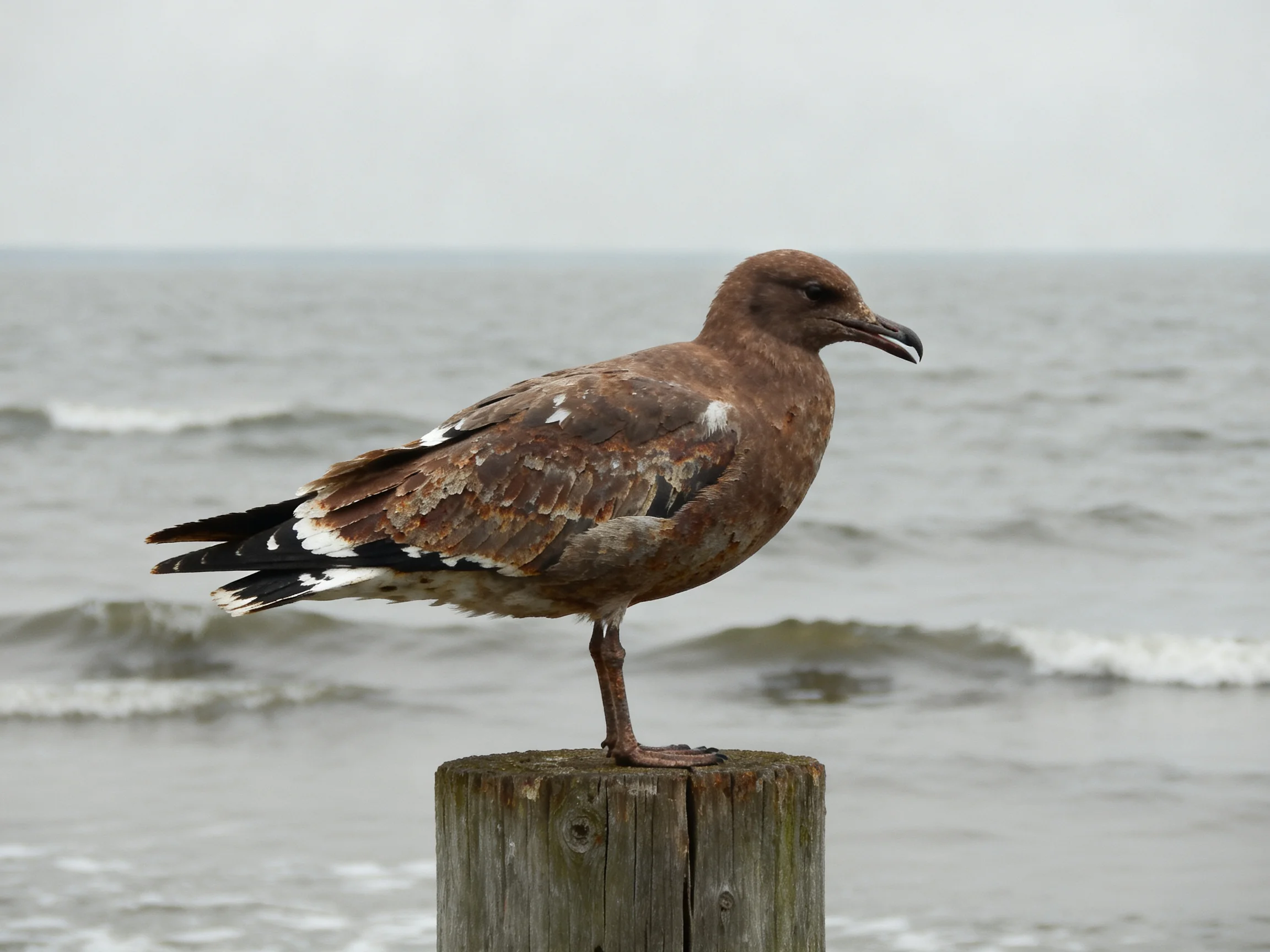 Brown-feathered seabird perched on weathered wooden post by the coast