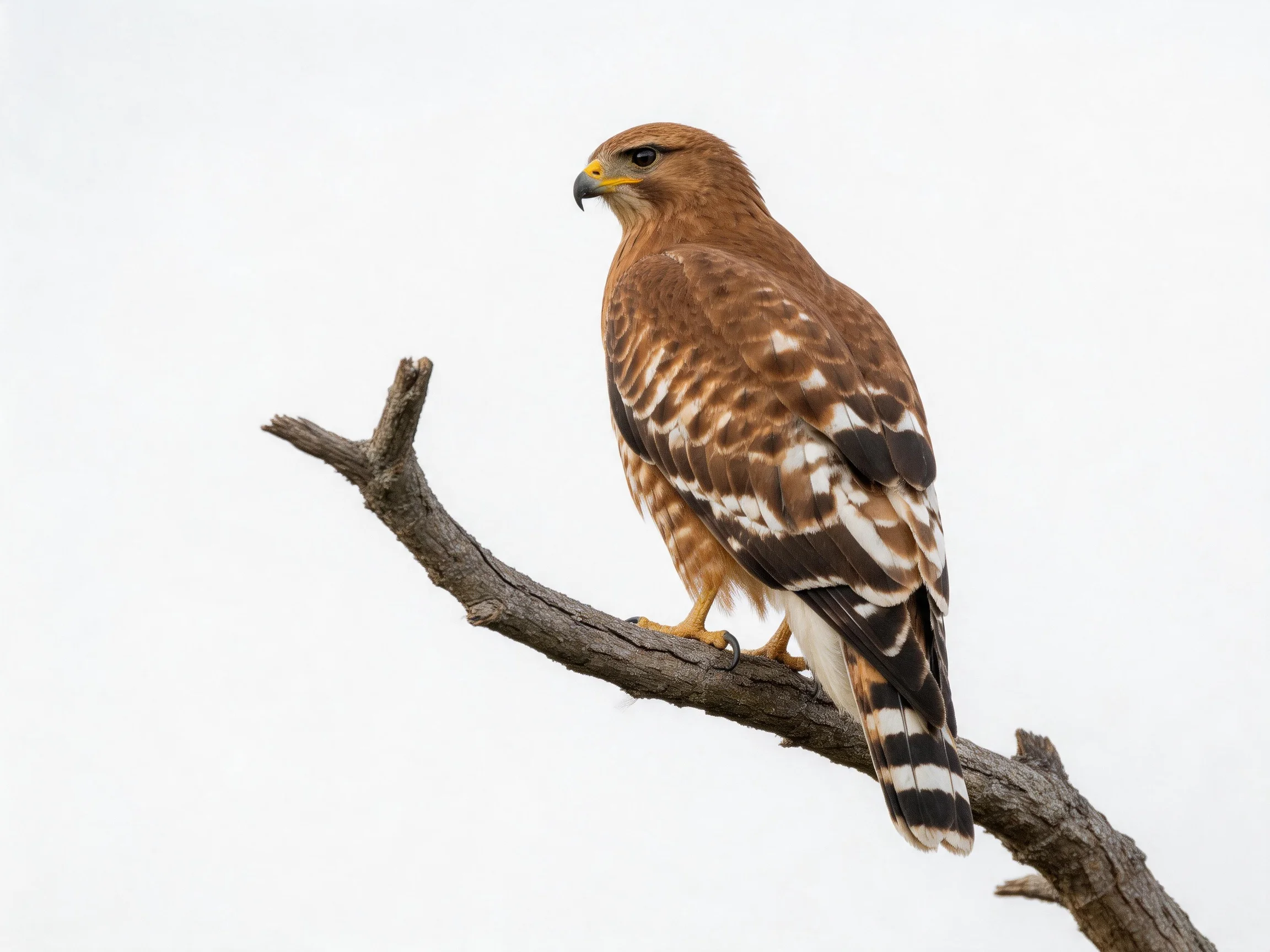 Brown hawk with white-striped wings perched on a bare tree branch