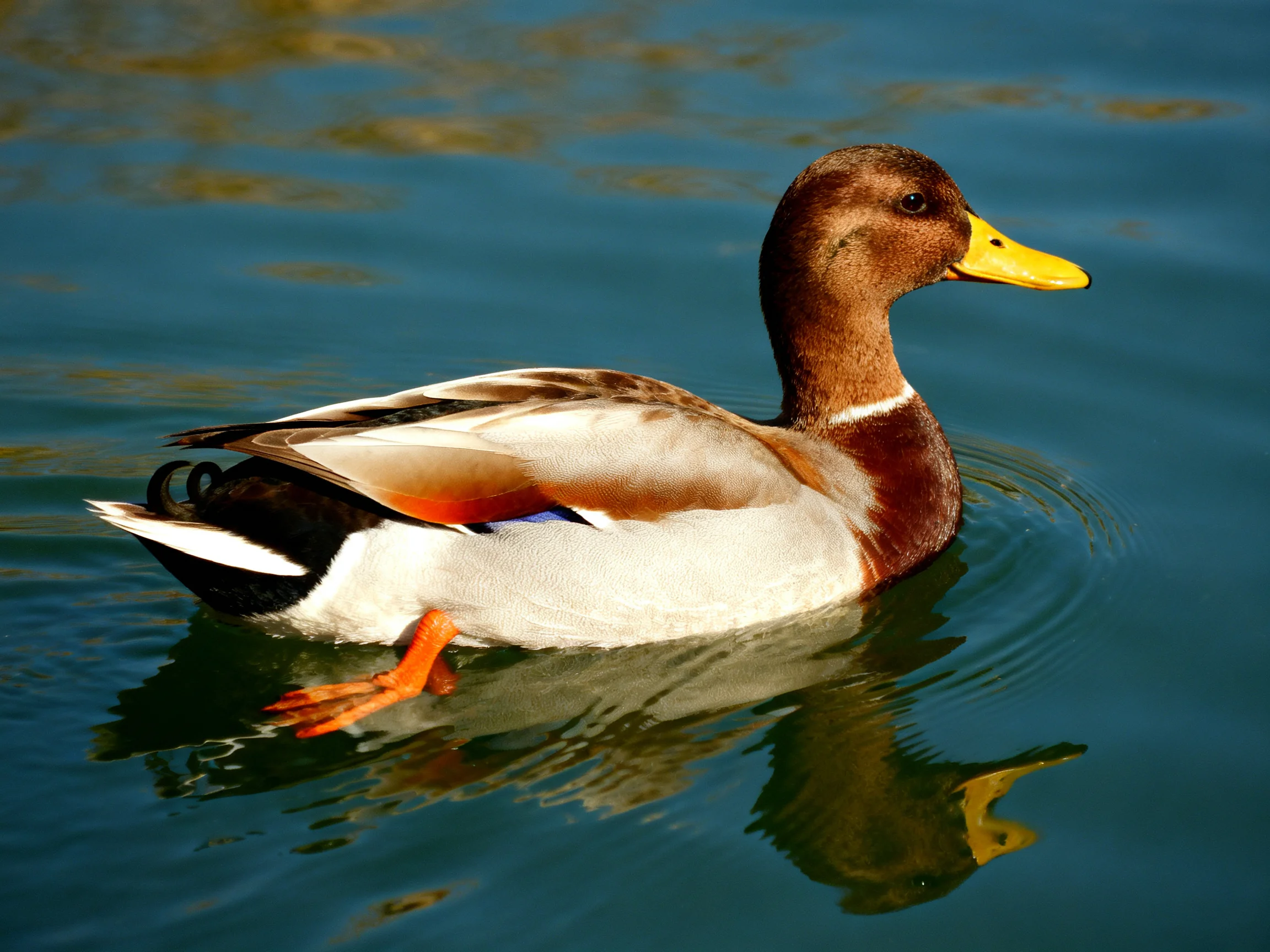 Brown-headed duck swims in clear blue water with colorful plumage