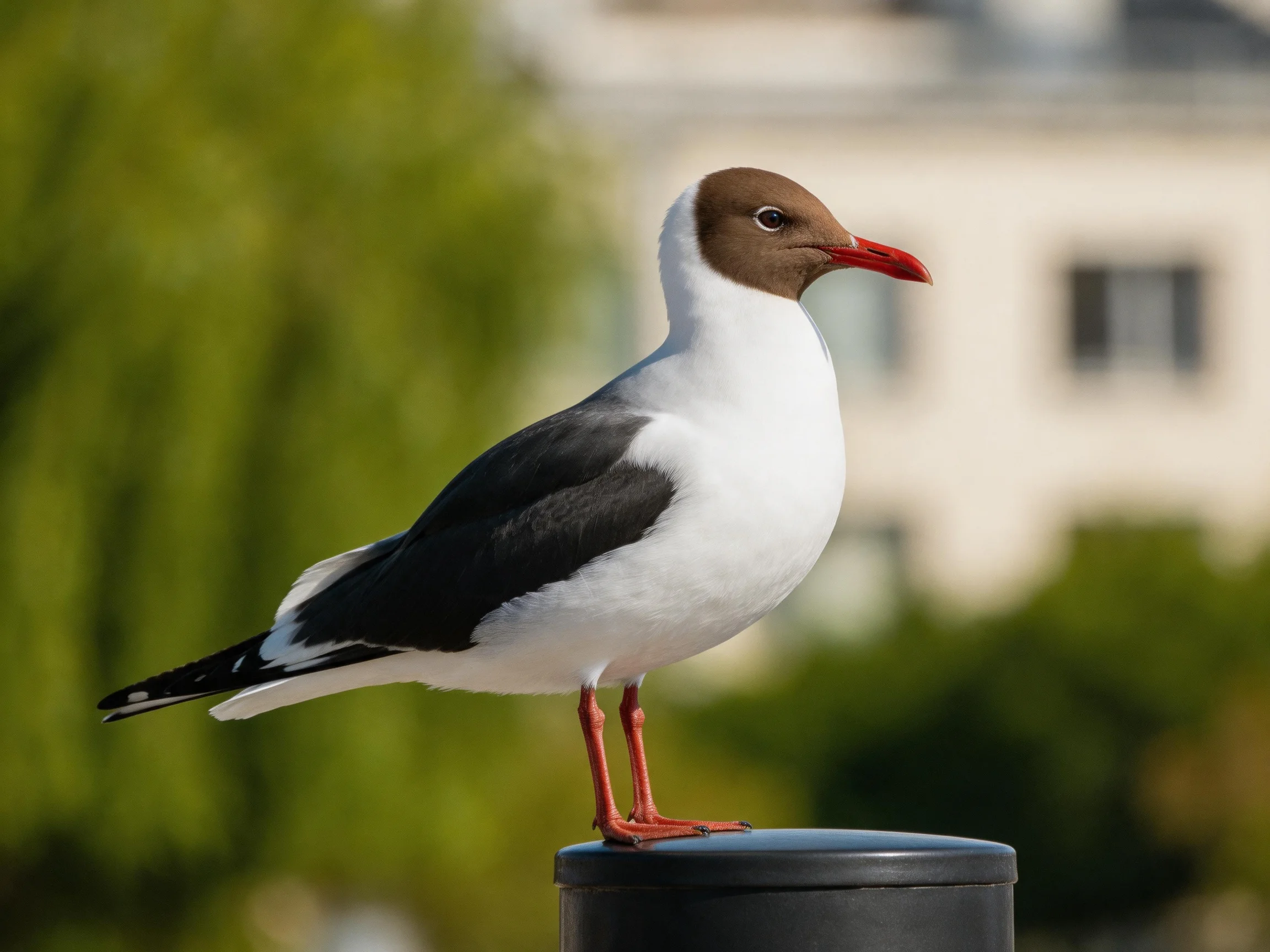 Brown-headed seabird with red beak on a dark post