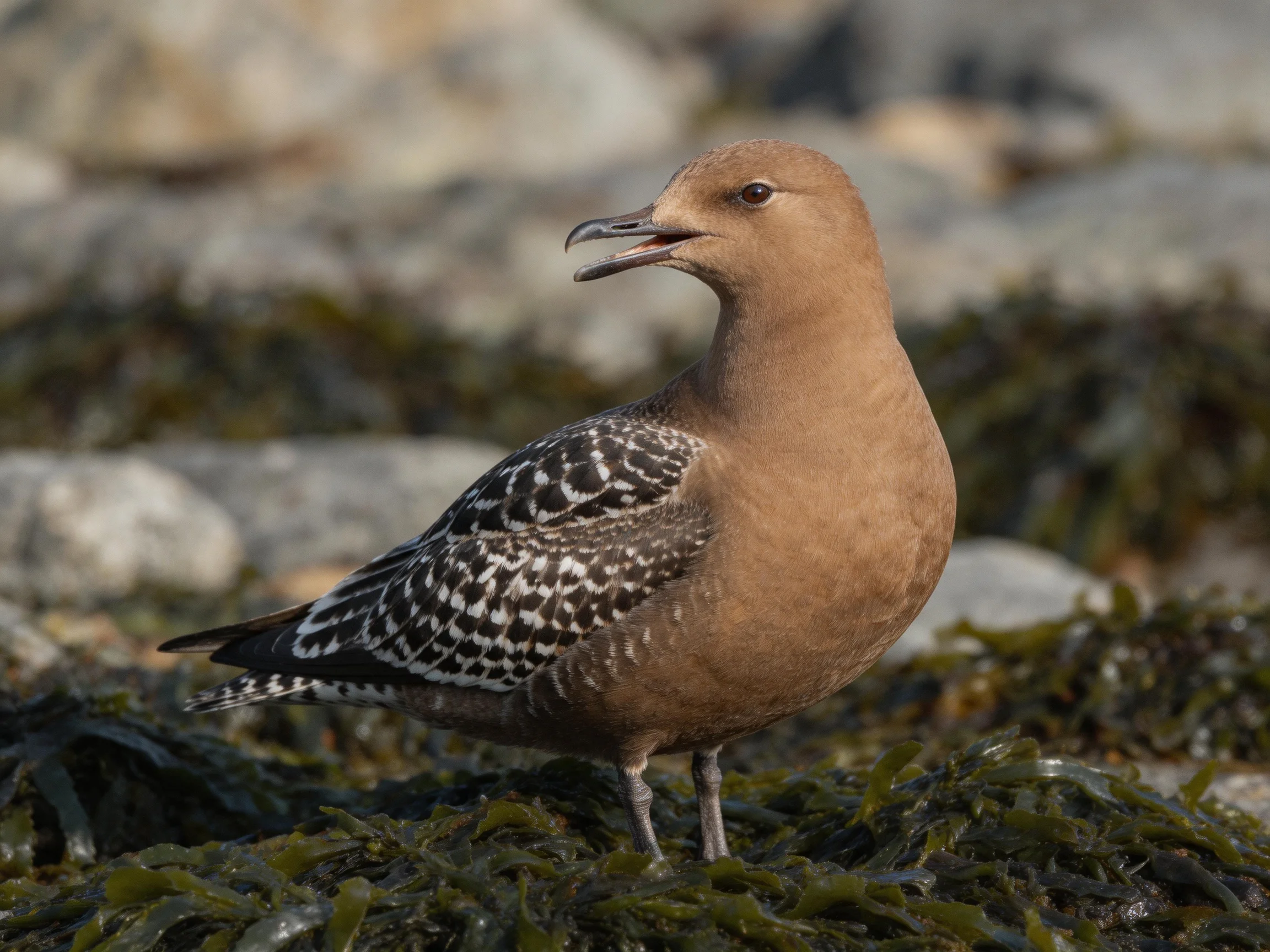 Brown-headed seabird with spotted wings on rocky shore