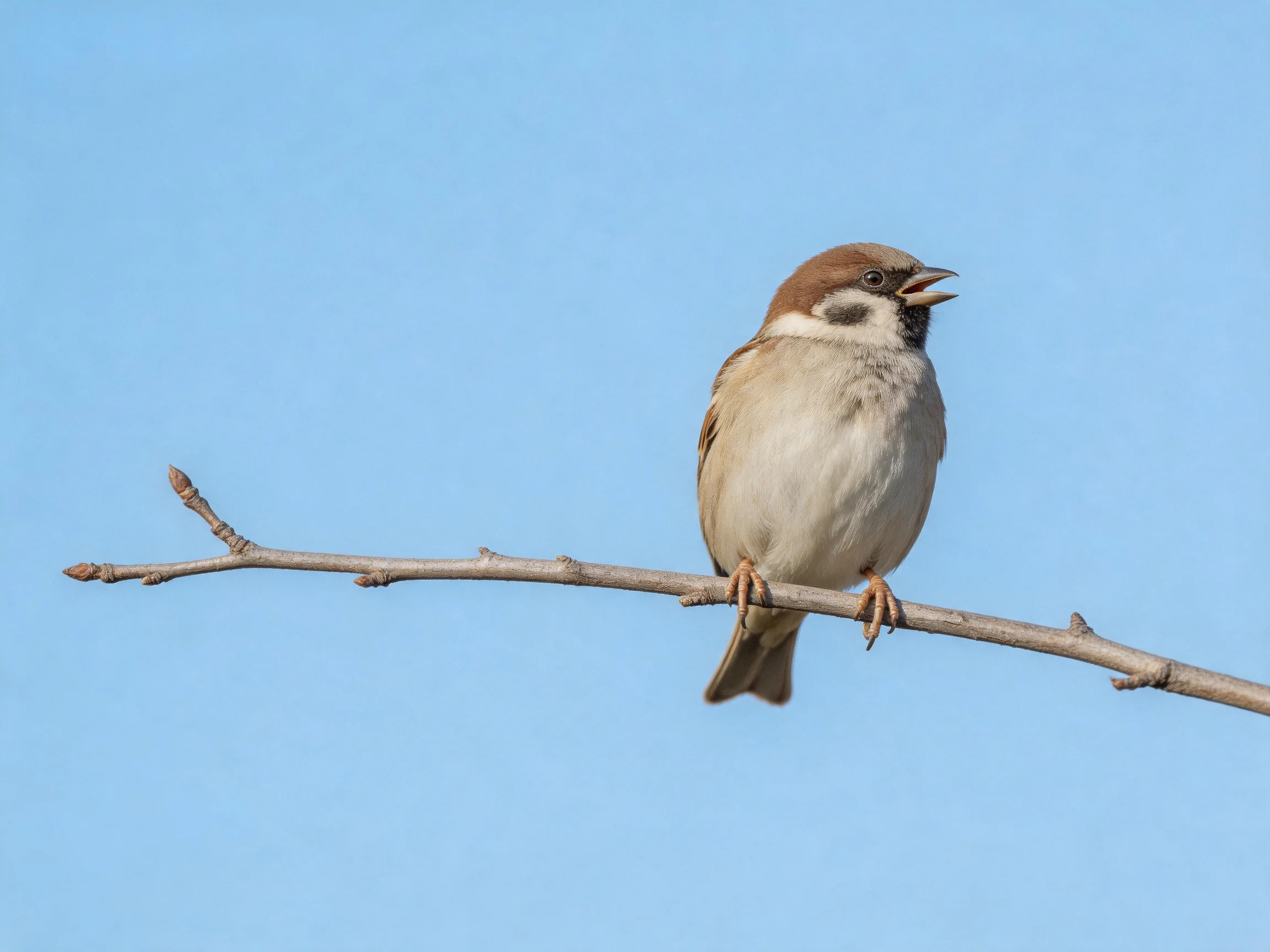 Brown-headed sparrow perched on a slender gray branch