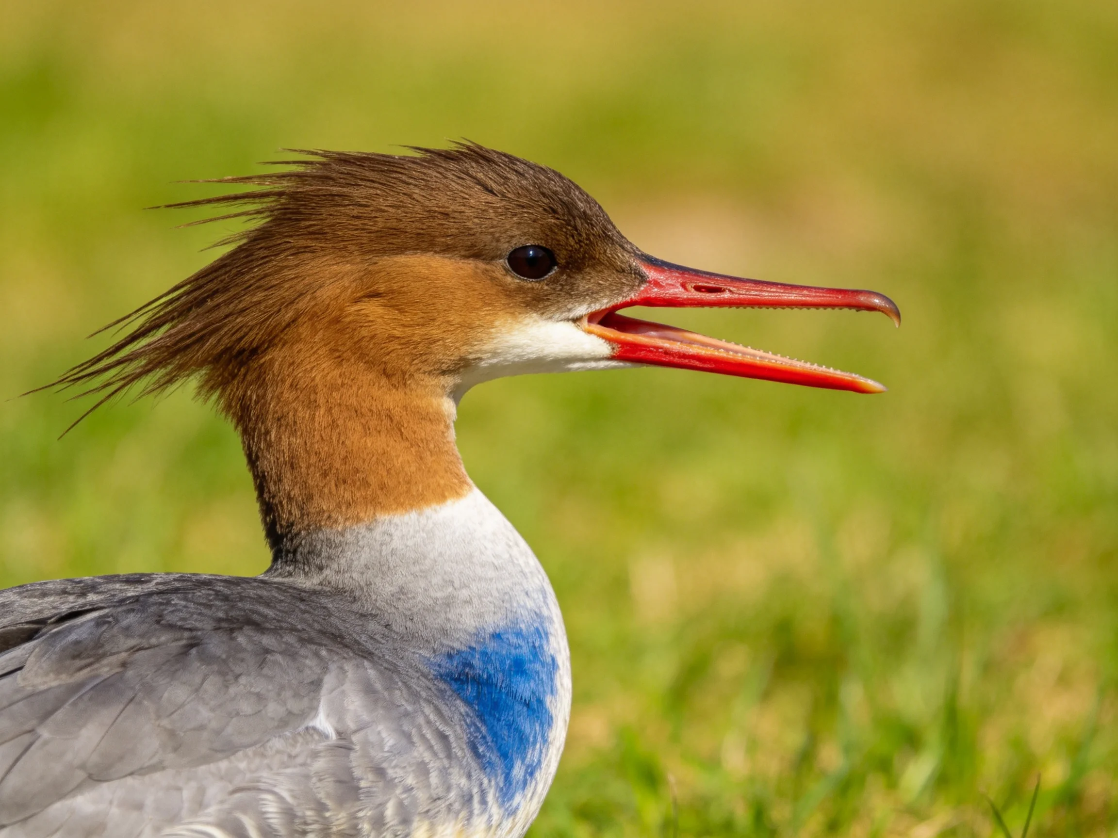 Brown-headed waterbird with vibrant red beak and gray-blue plumage