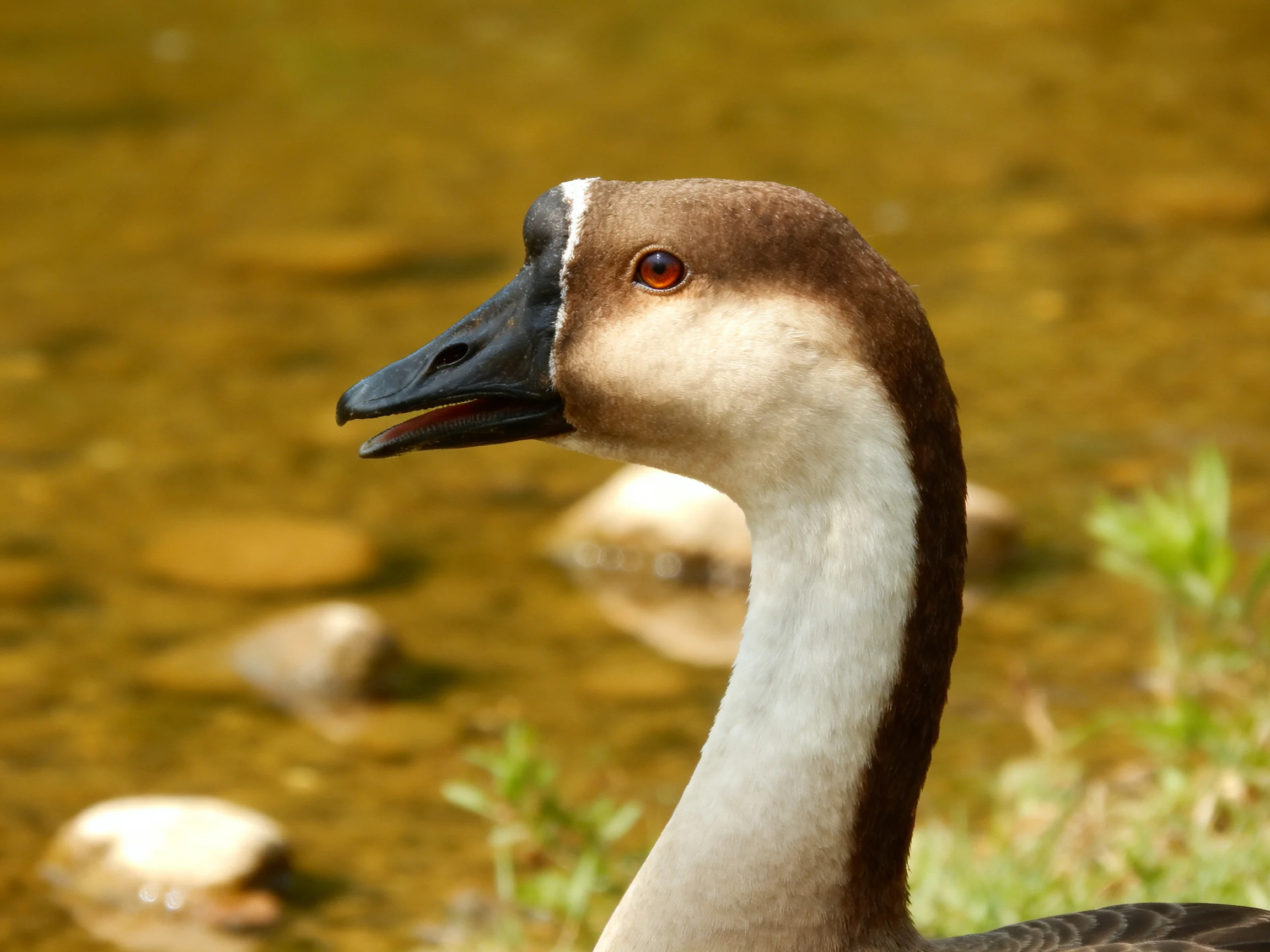 Brown-headed waterfowl with black beak near murky waters