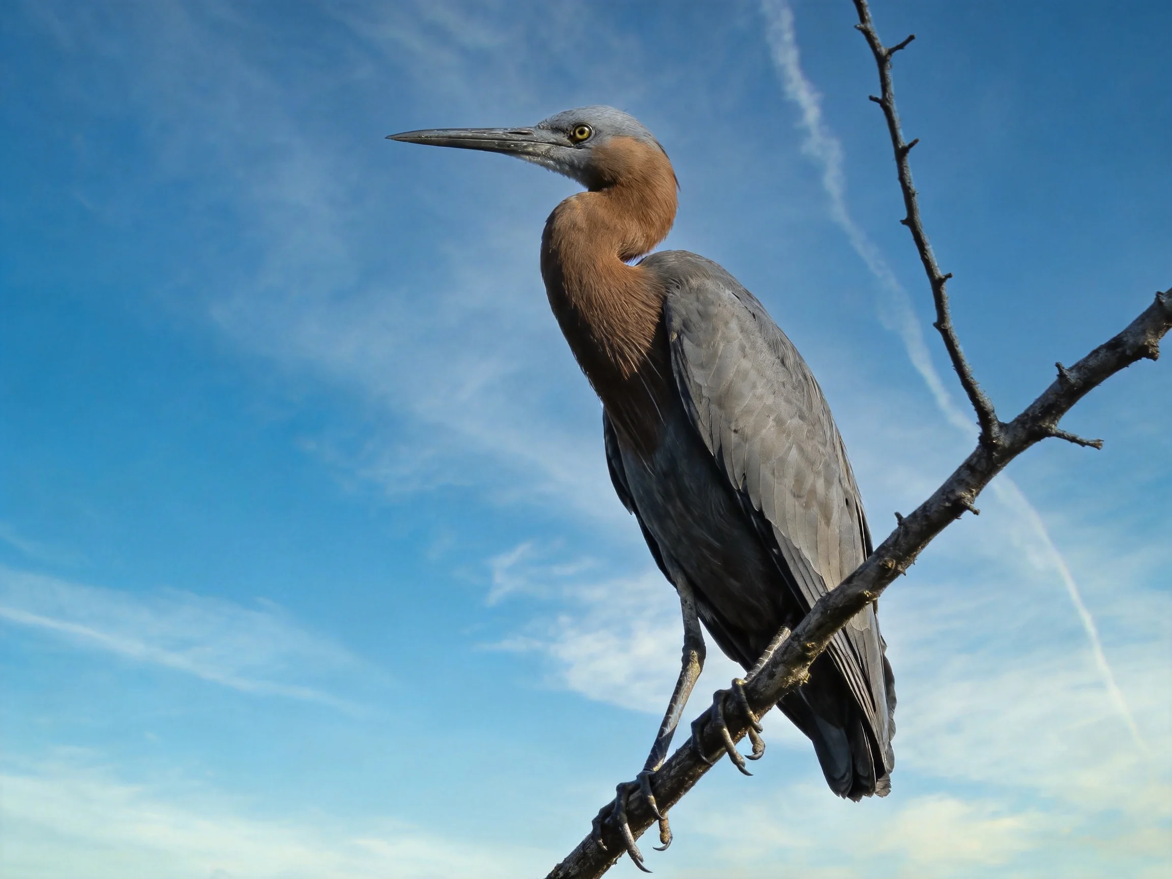 Brown-necked gray heron perched on a bare branch