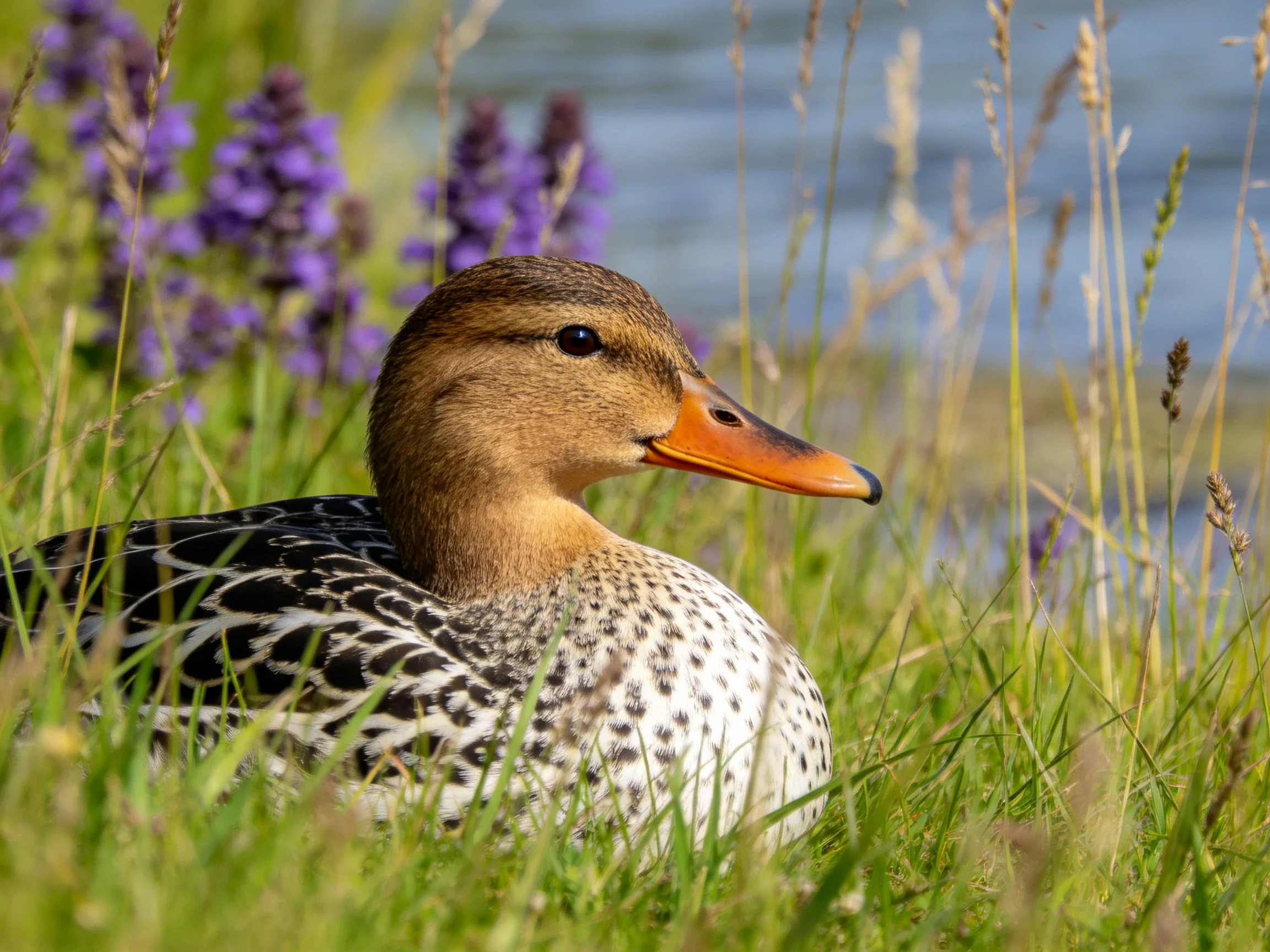 Brown-speckled duck resting in tall grass near purple wildflowers