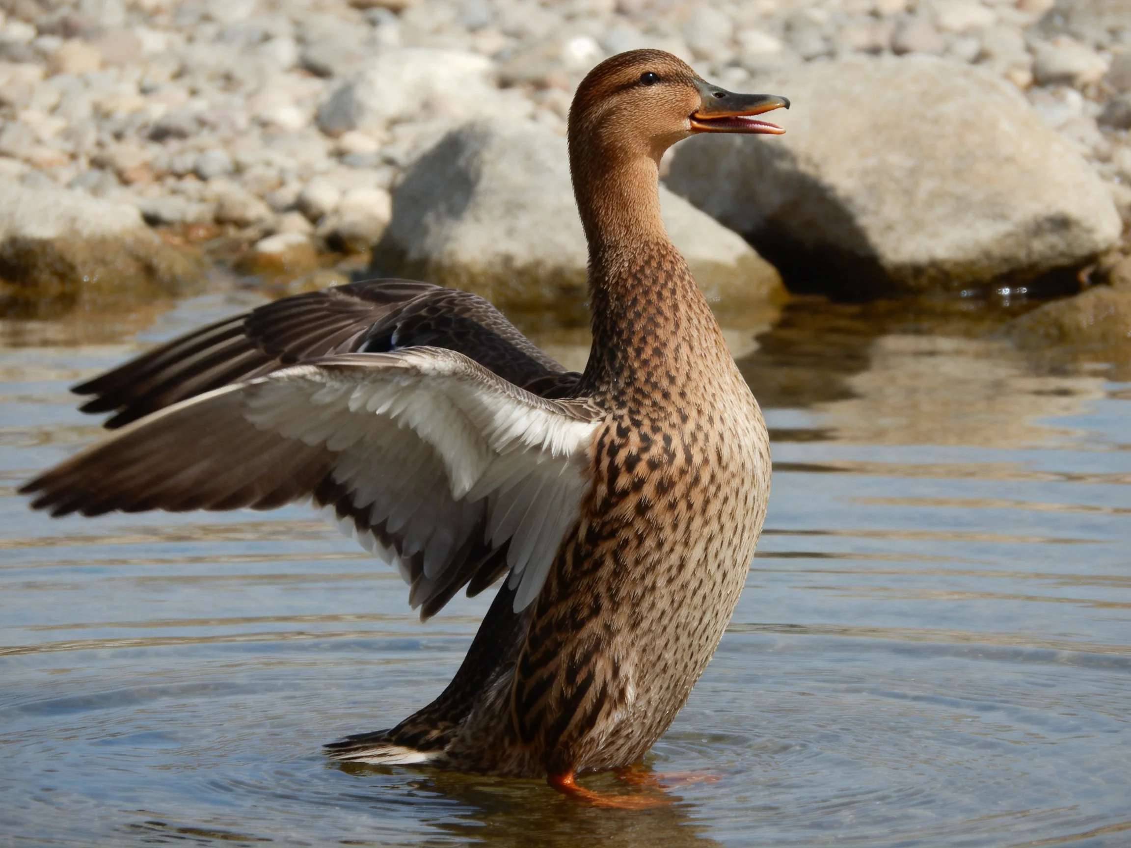 Brown-speckled duck spreading wings in calm water by rocky shore