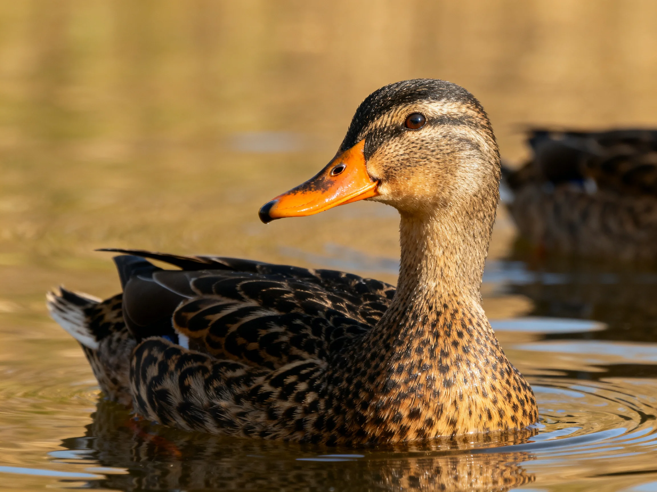 A brown-speckled duck swims in calm water with another duck nearby