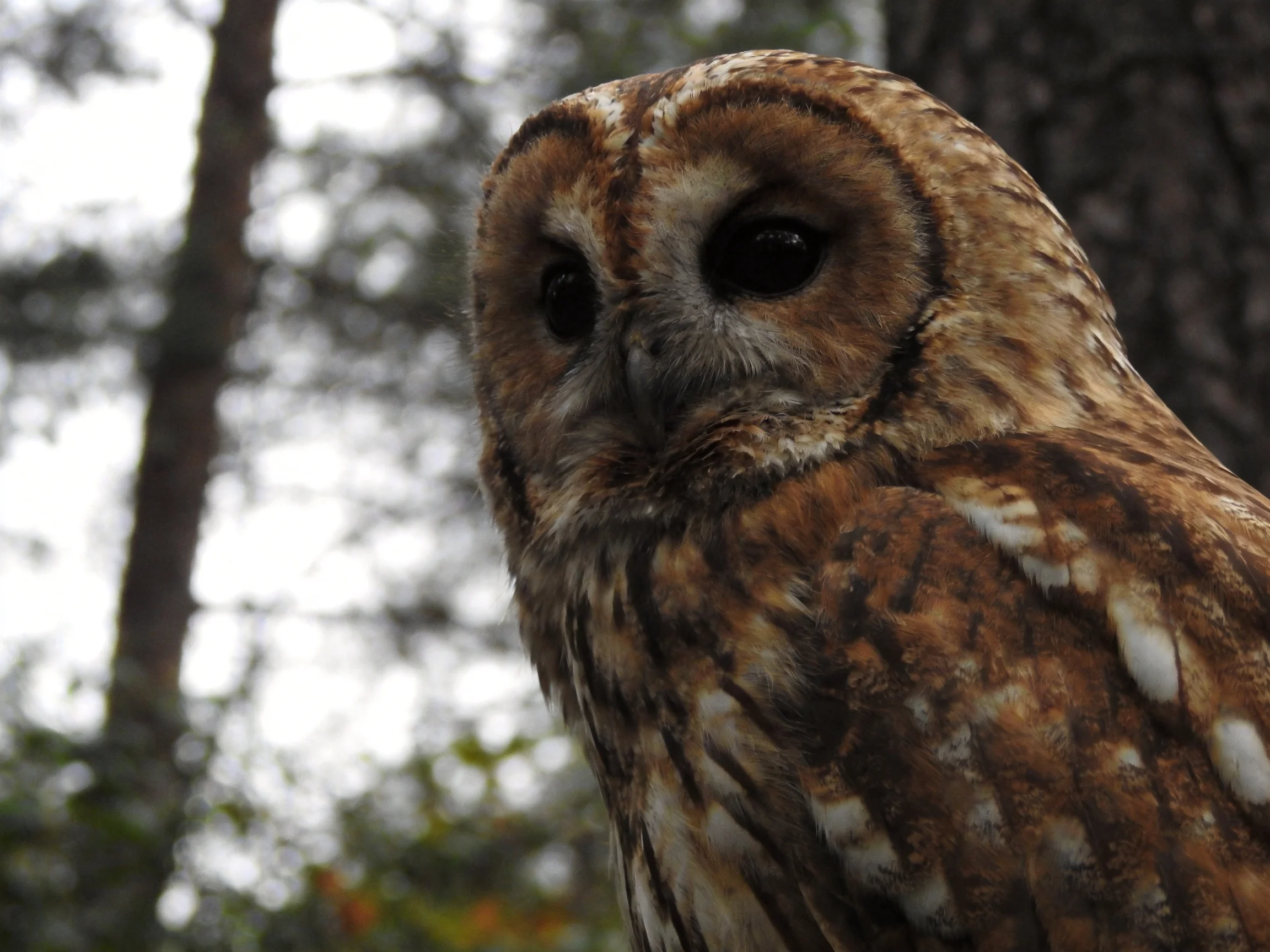 Brown-speckled owl near forest tree trunks