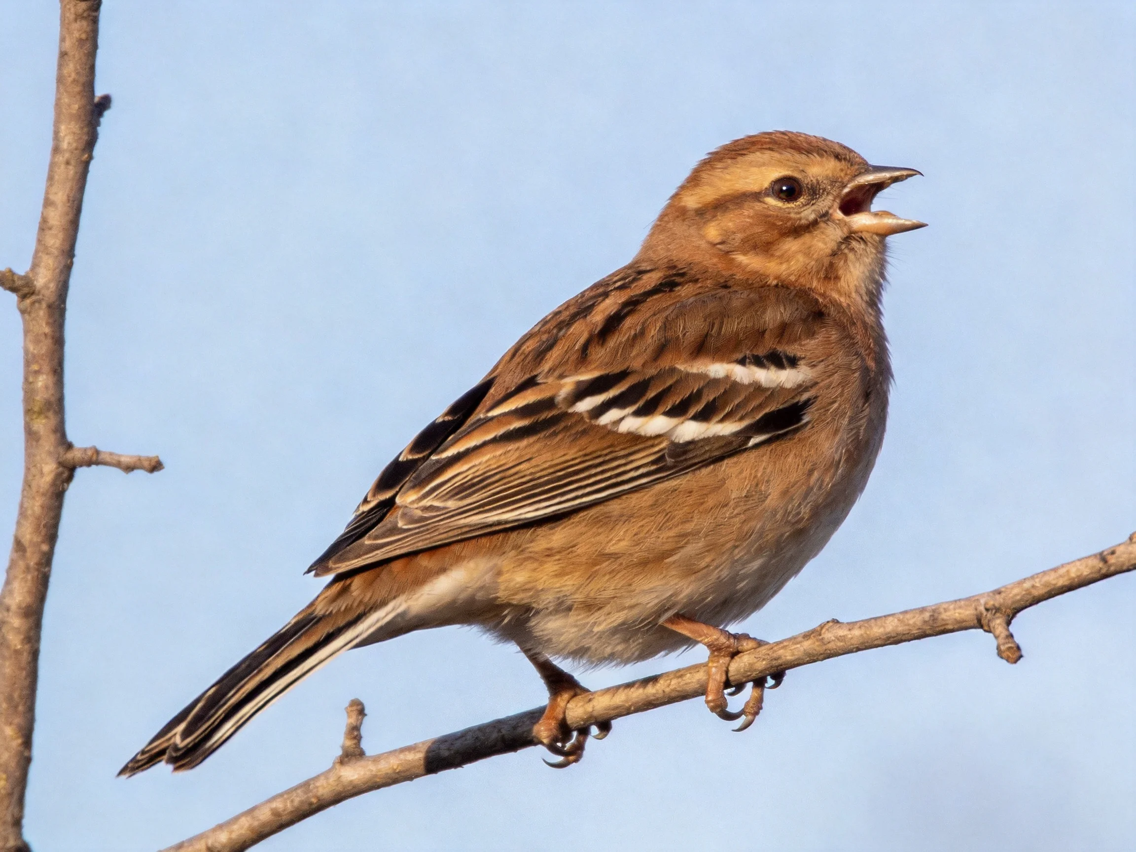 Brown-spotted Songbird Perched on Branch Against Clear Blue Sky