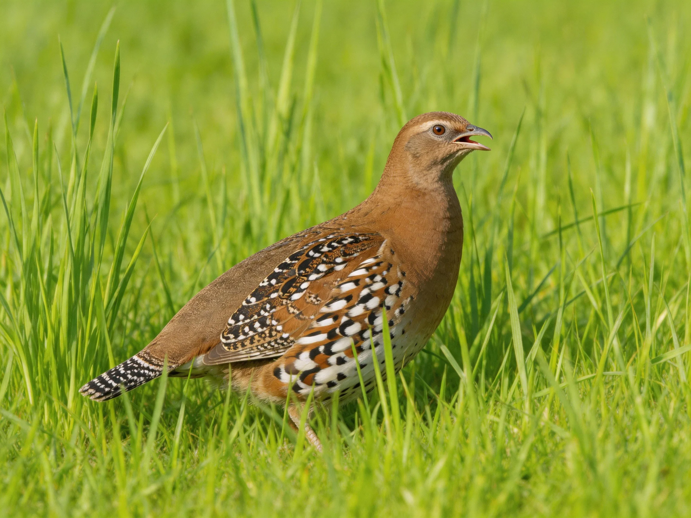 A brown-spotted bird stands in tall green grass.