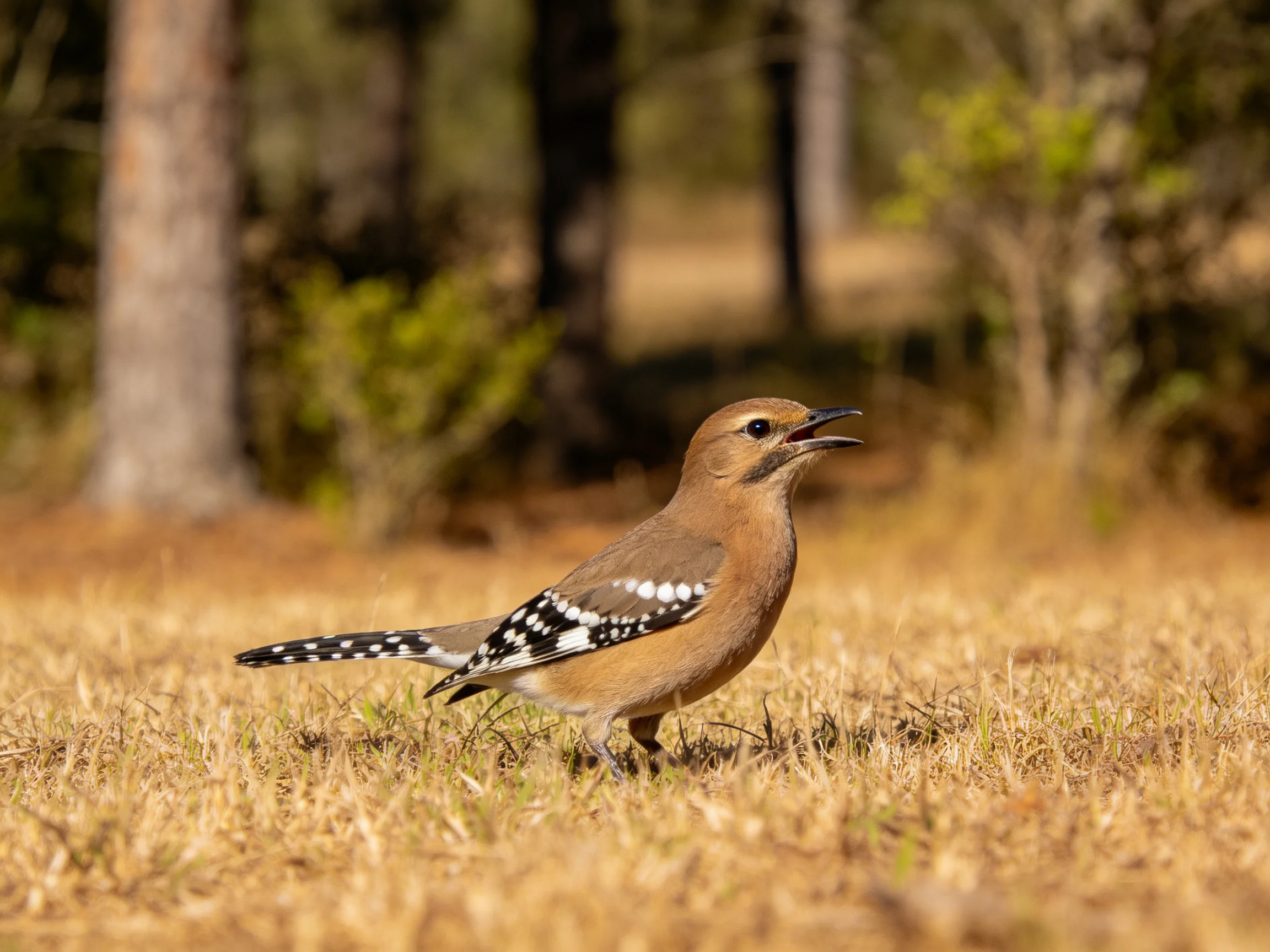 Brown-spotted bird on dry grass near forest trees