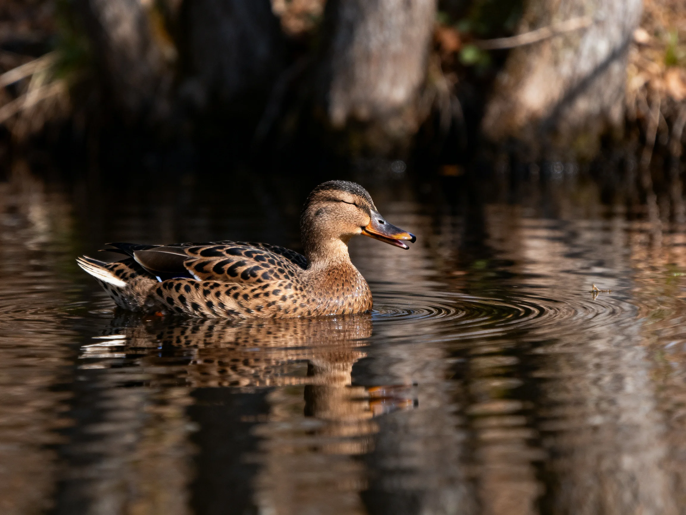 Brown-spotted duck gliding on rippling water near tree trunks