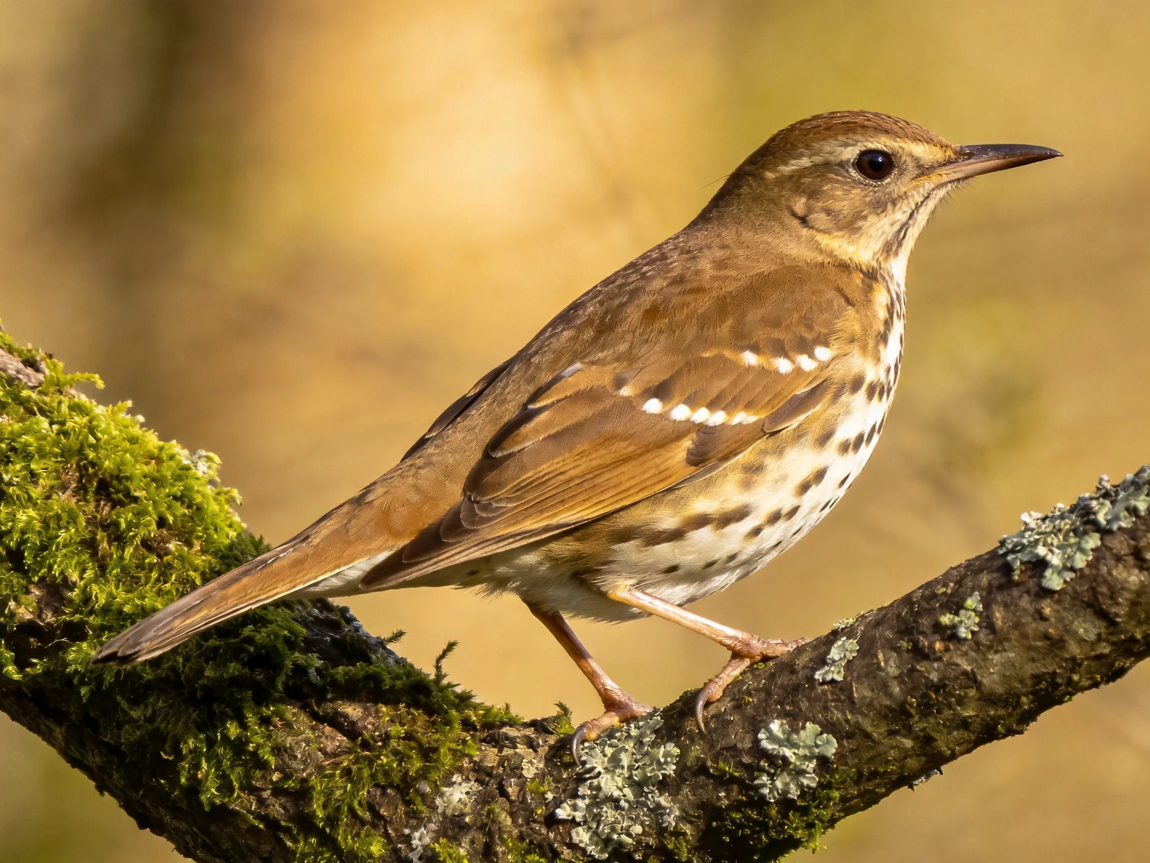 Brown-spotted thrush perched on mossy lichen branch
