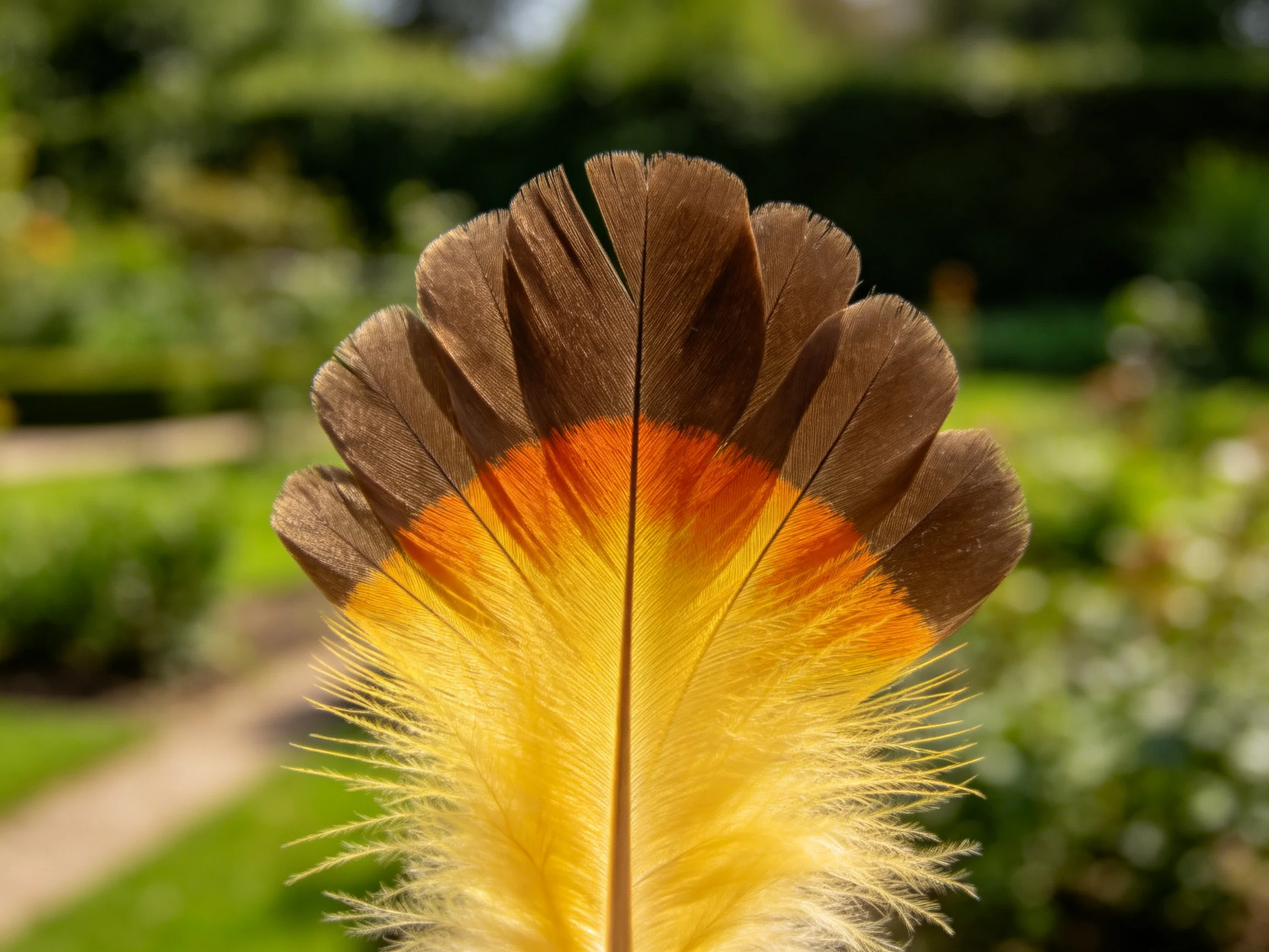 Brown-to-gold gradient feather with dual-texture structure