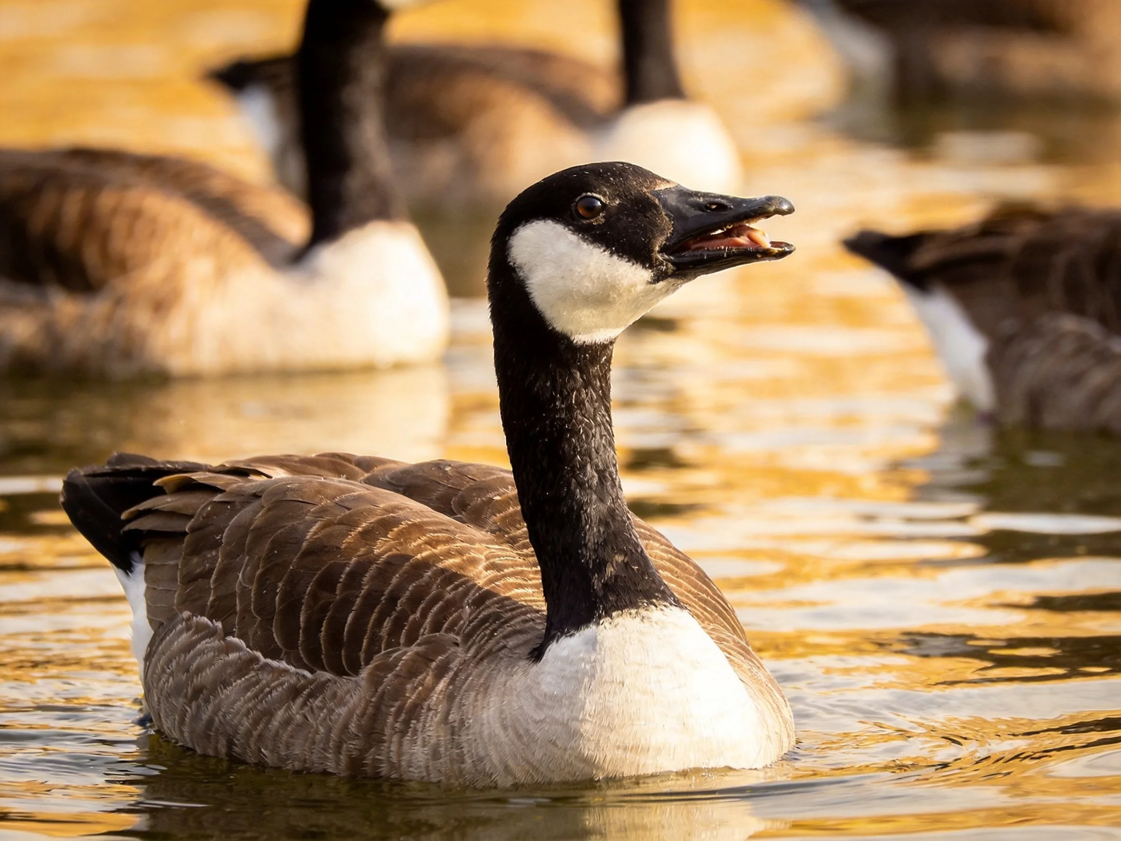 Canada geese swimming in golden water with black and white plumage