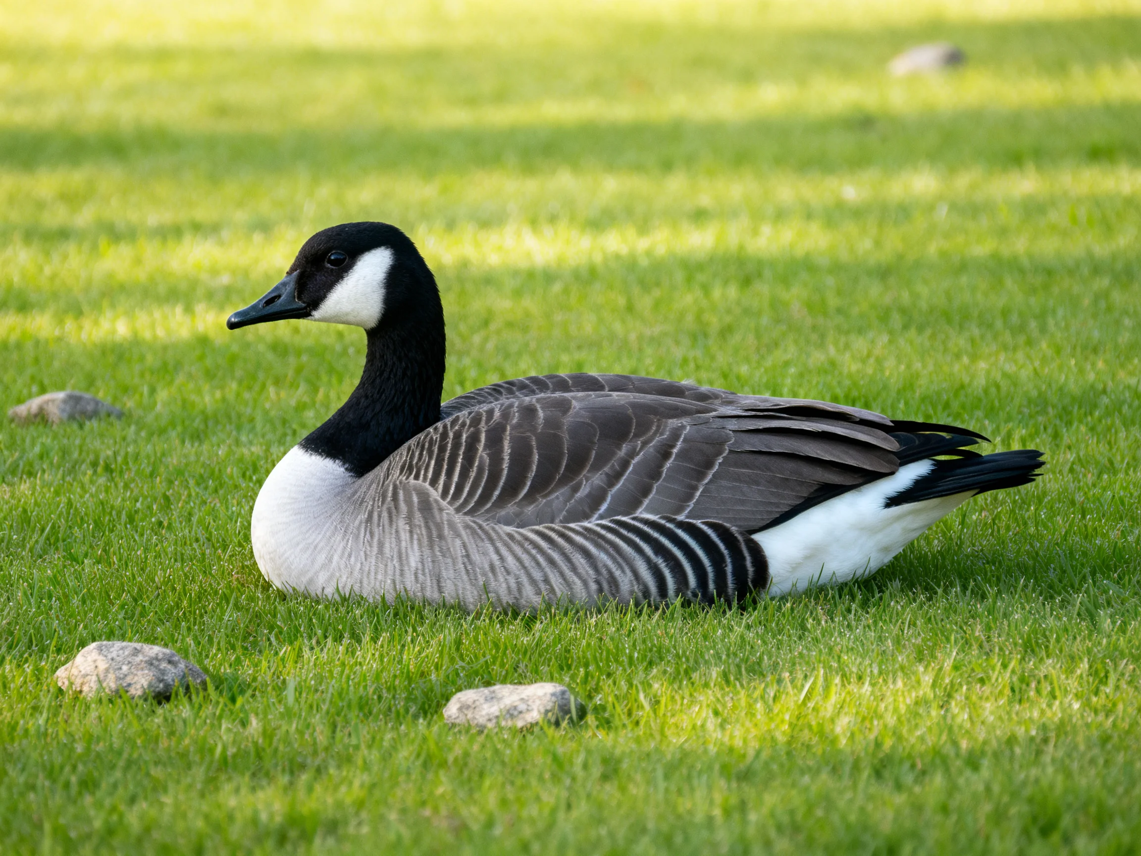 Canada goose resting on lush green grass near small rocks