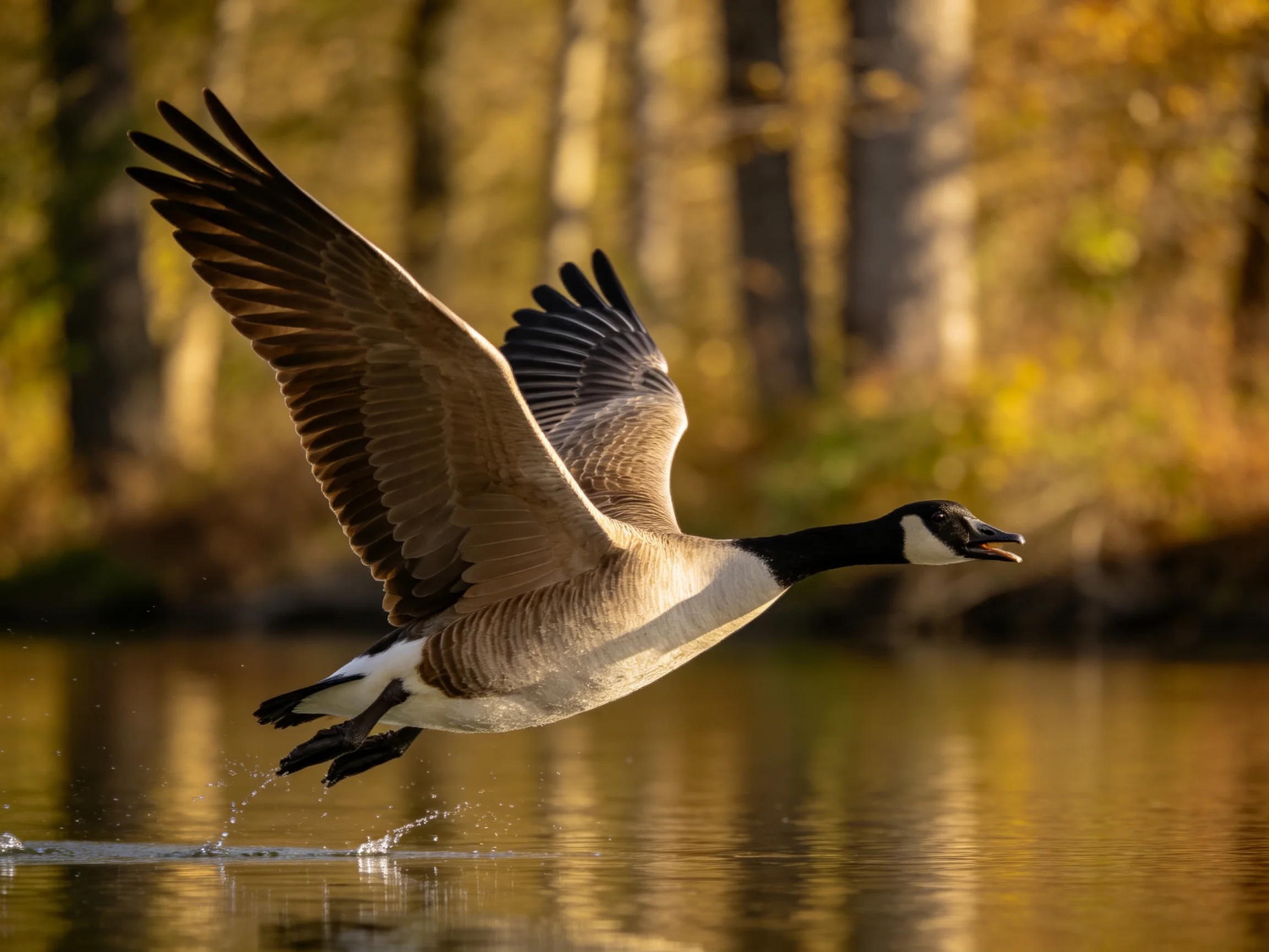 Canada goose soaring over golden water with autumn forest backdrop