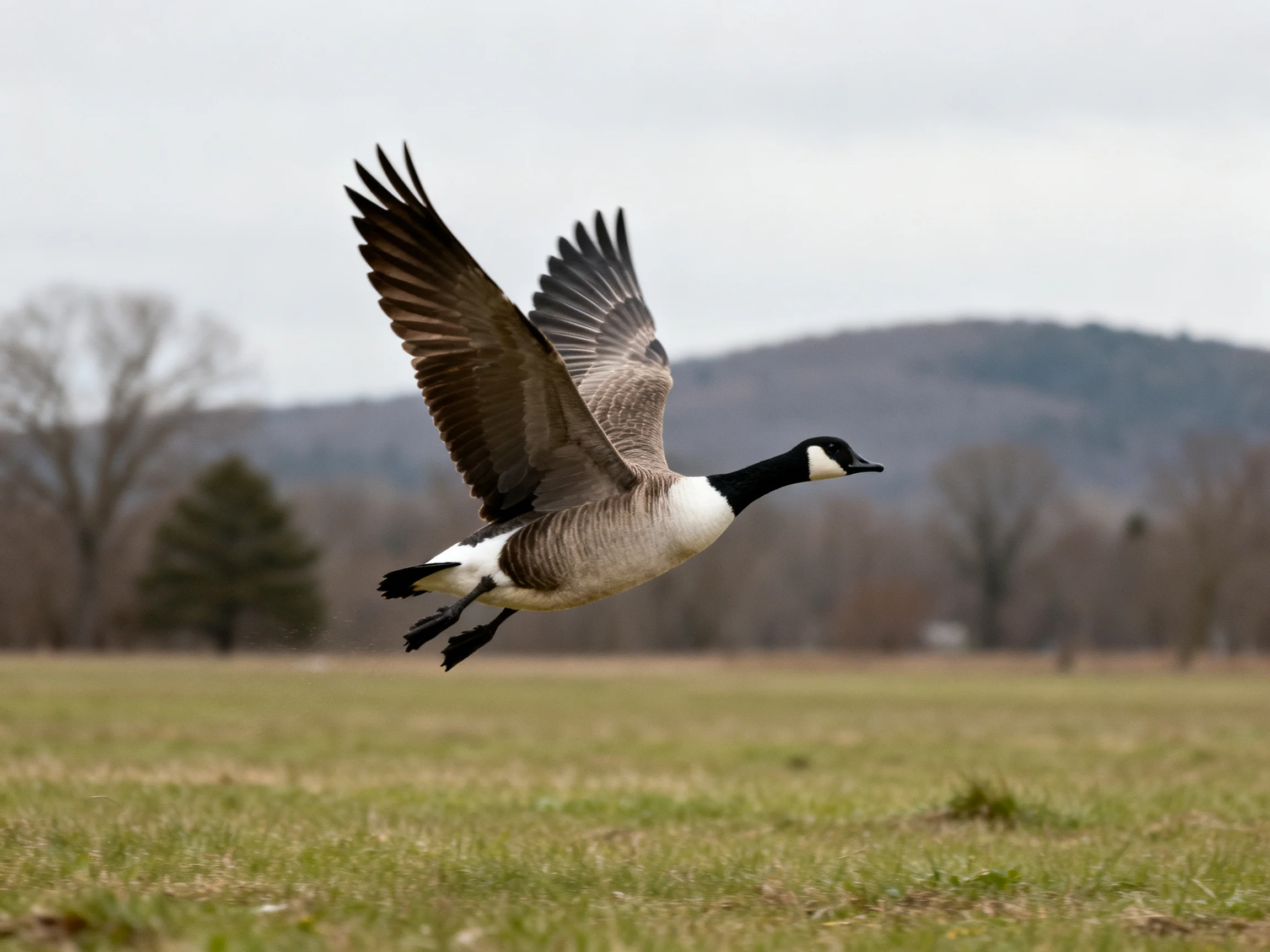Canada goose soaring over grassy field with distant hills