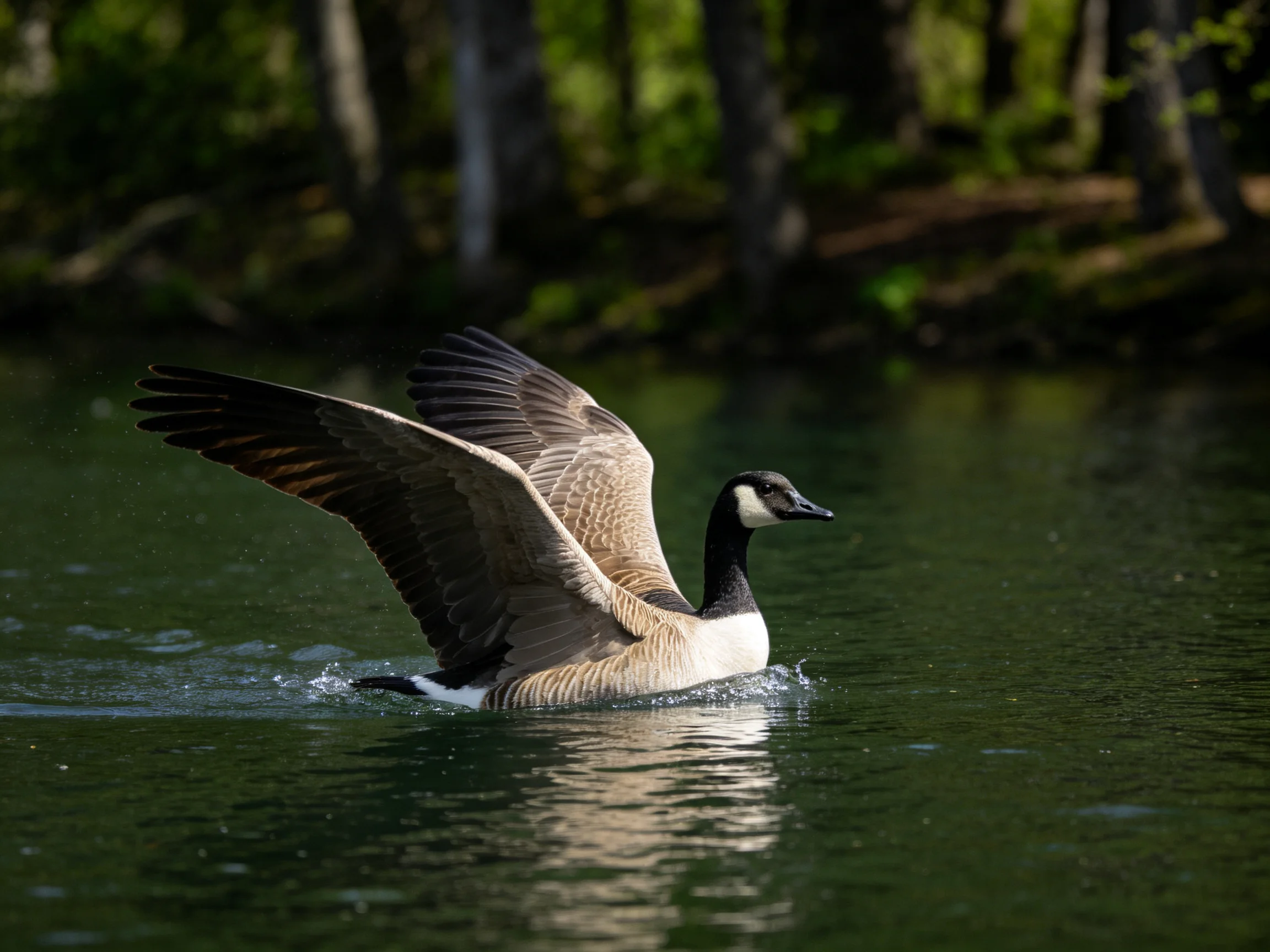 Canada goose spreading wings over calm green water with forest backdrop