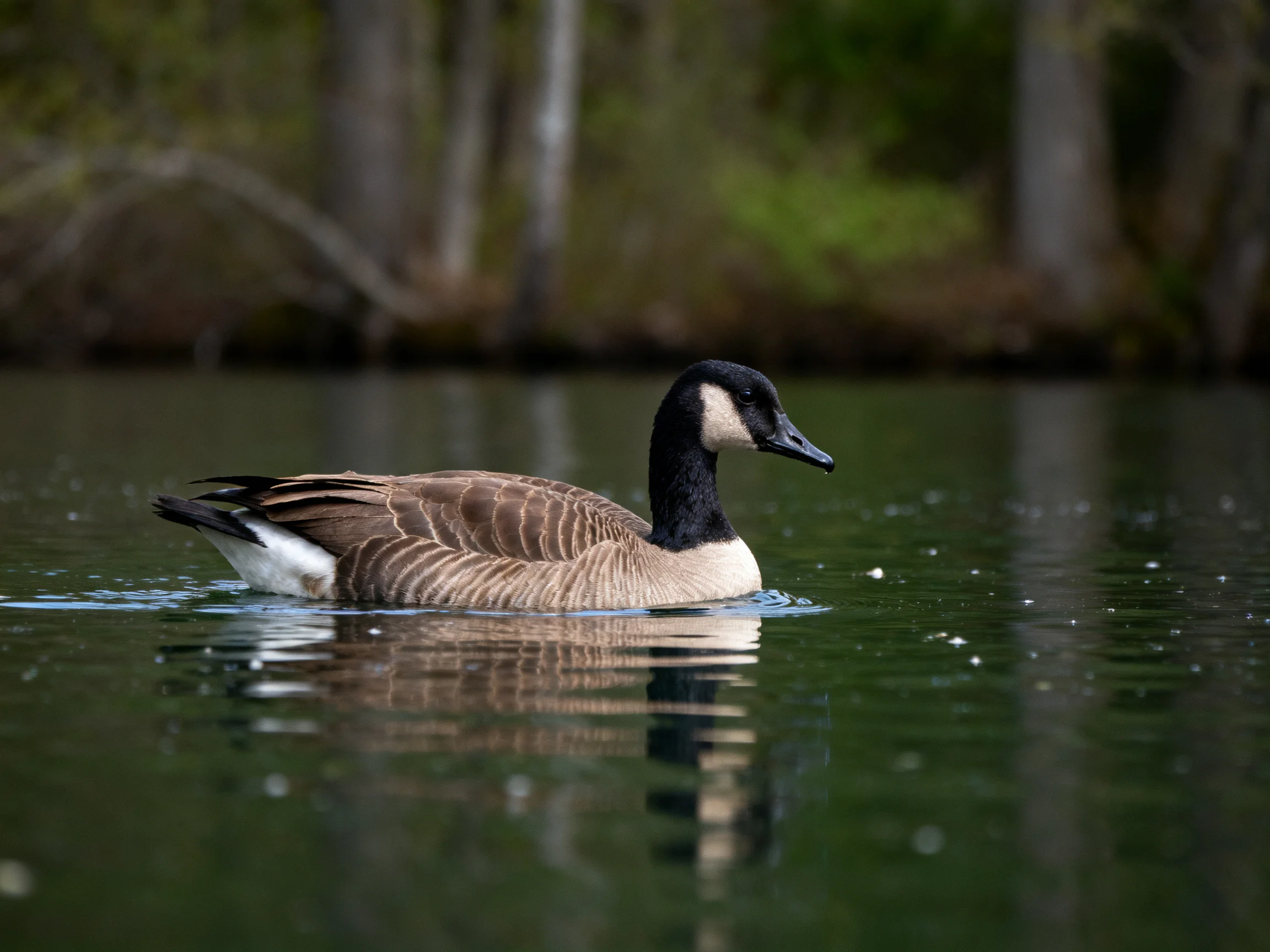 Canada goose swimming in calm green water near forested shore