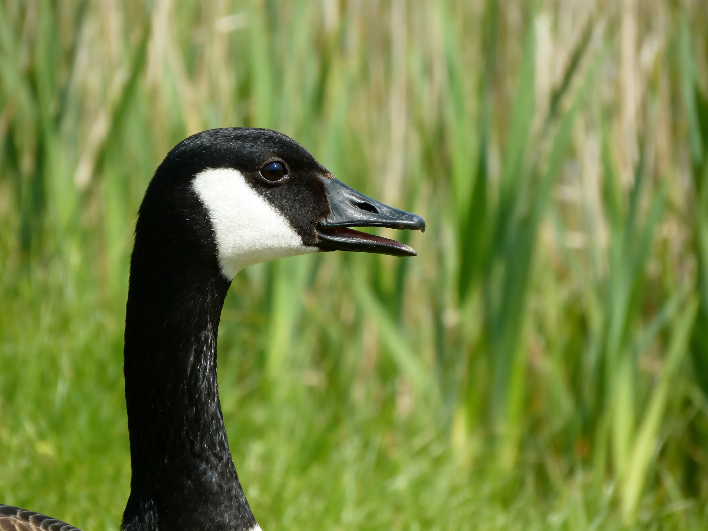 Canada goose with black neck and white cheek near tall green reeds