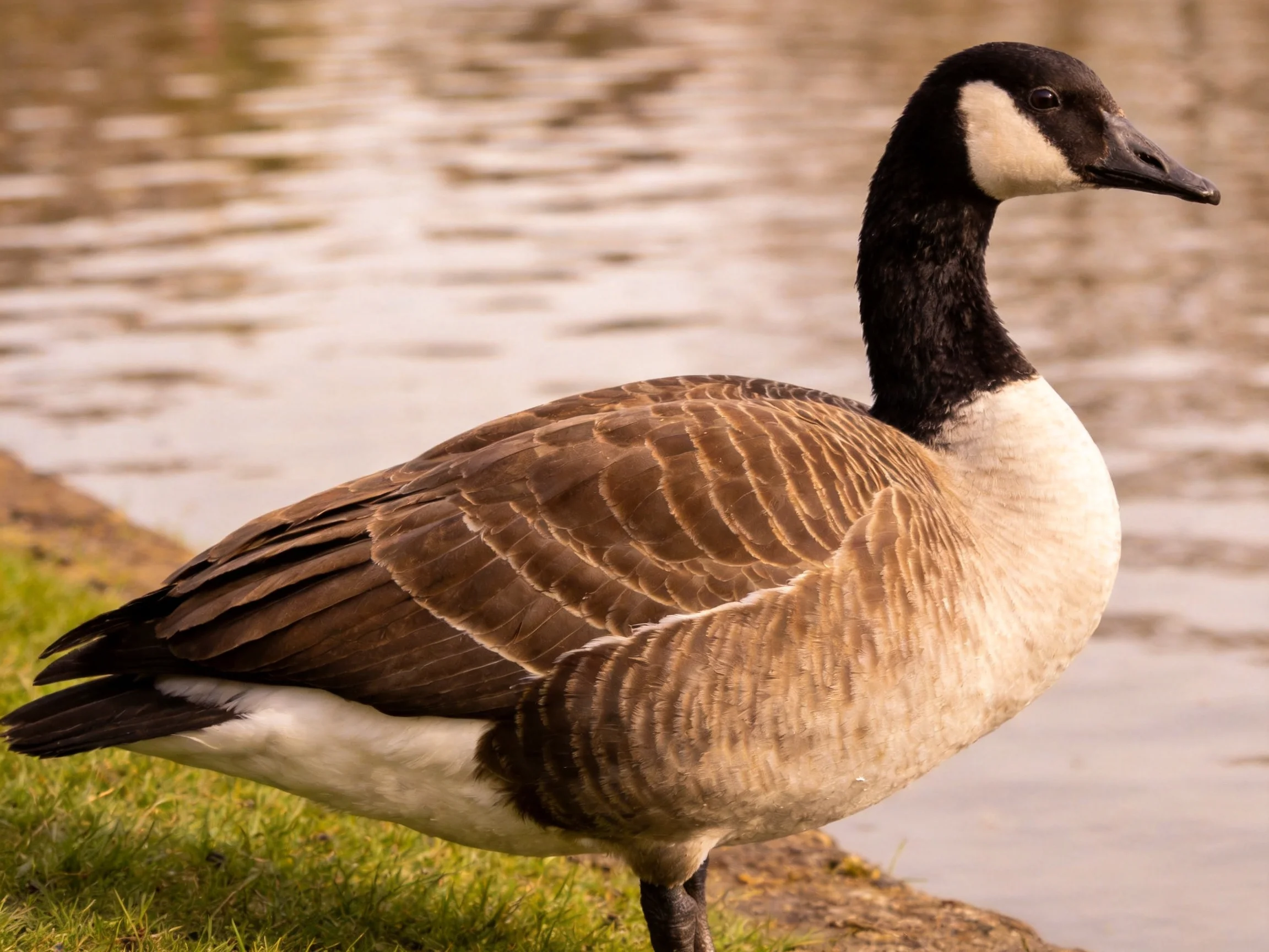 Canada goose with black neck, white chest, brown wings by water
