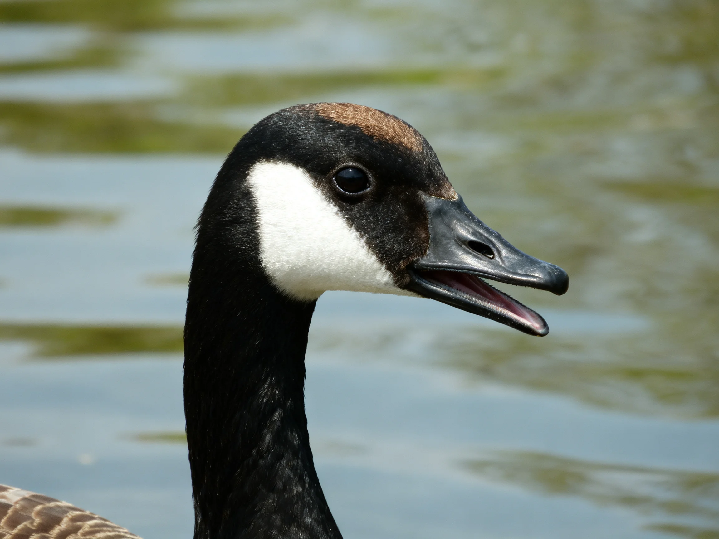 Canada goose with black, white, brown feathers by calm water