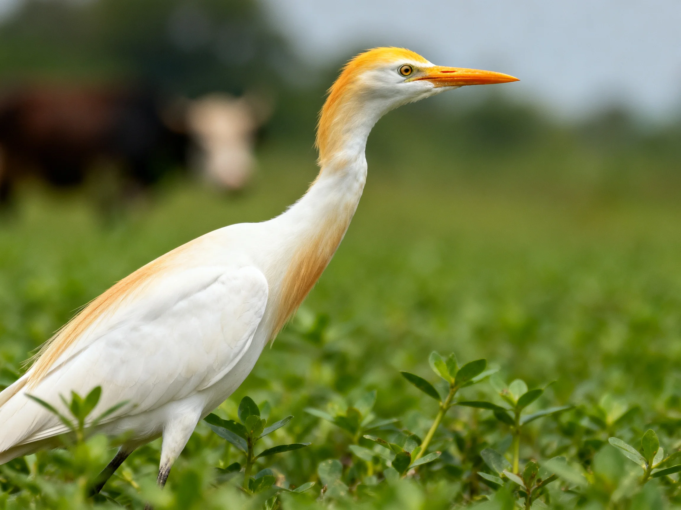 Cattle egret with yellow-orange plumage in green field near cow