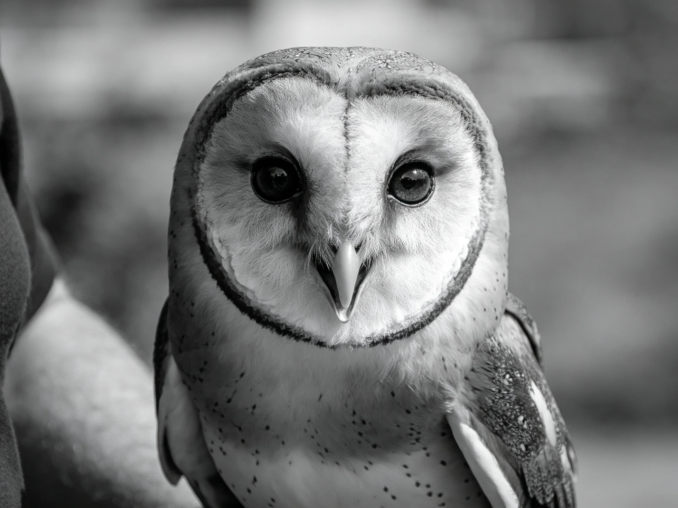 Close-up black and white photograph of a barn owl