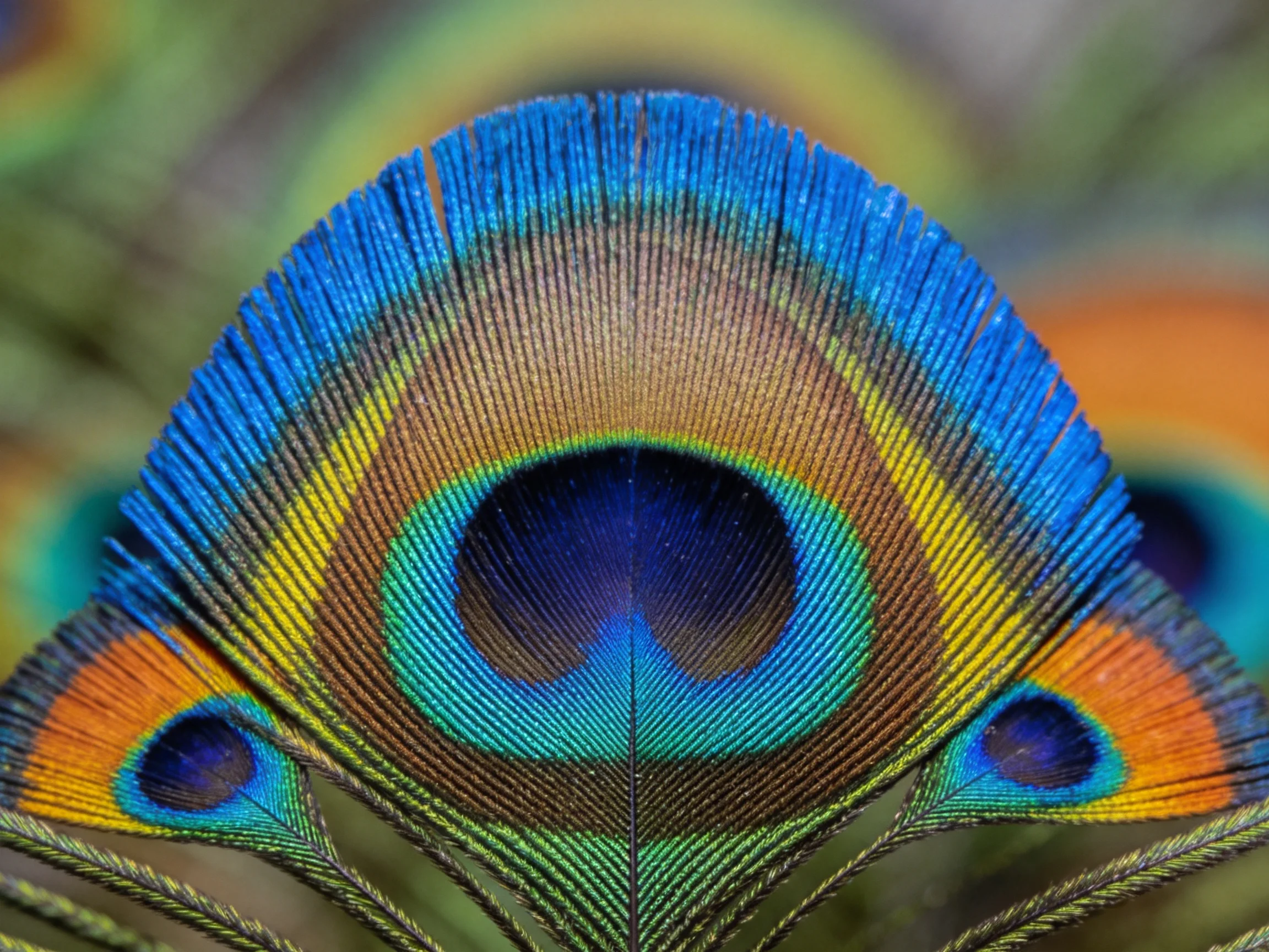 Close-up of Peacock Feathers with Colorful Eye Patterns