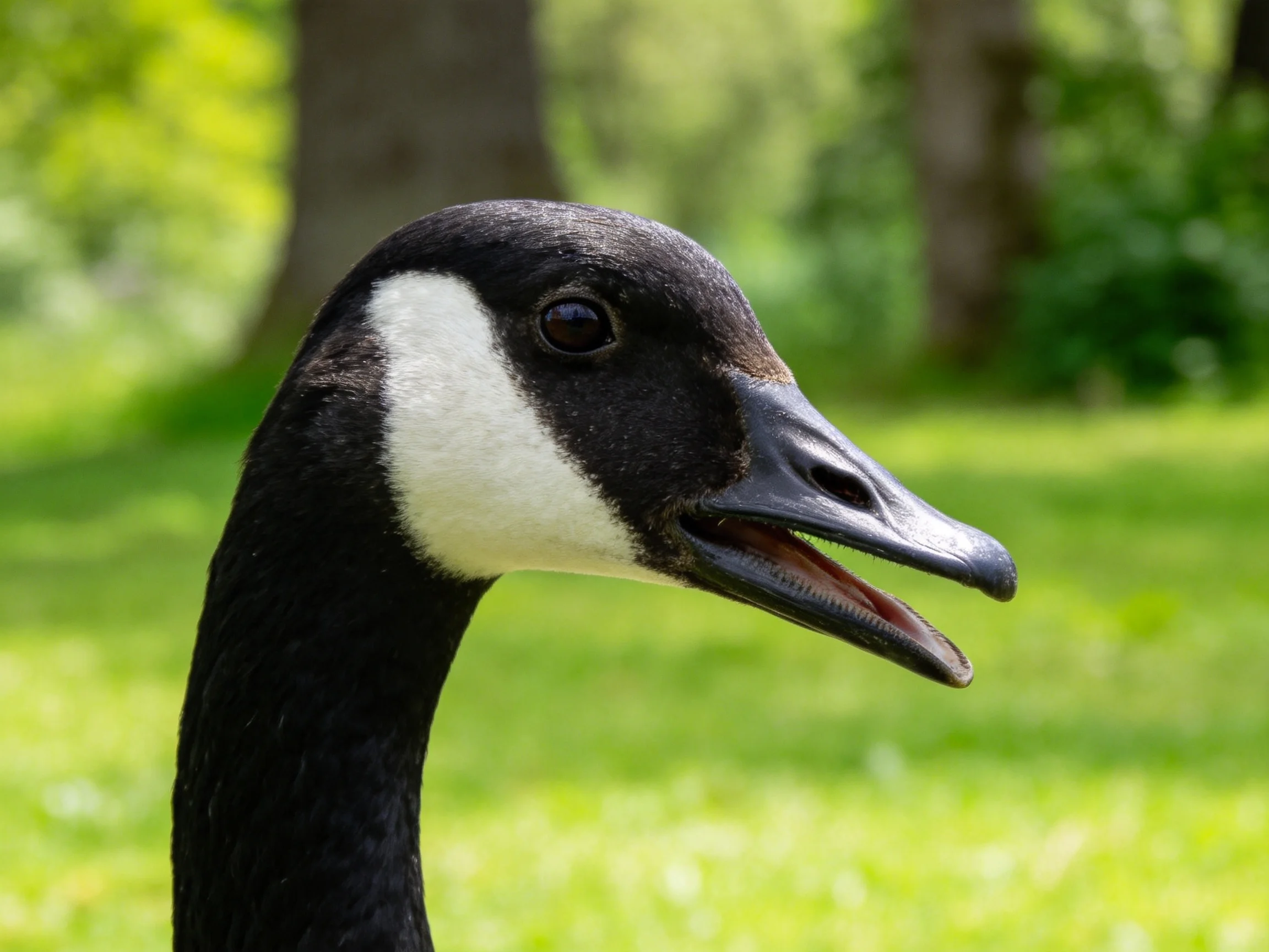 Close-up of a Canada goose with black and white plumage in a green park